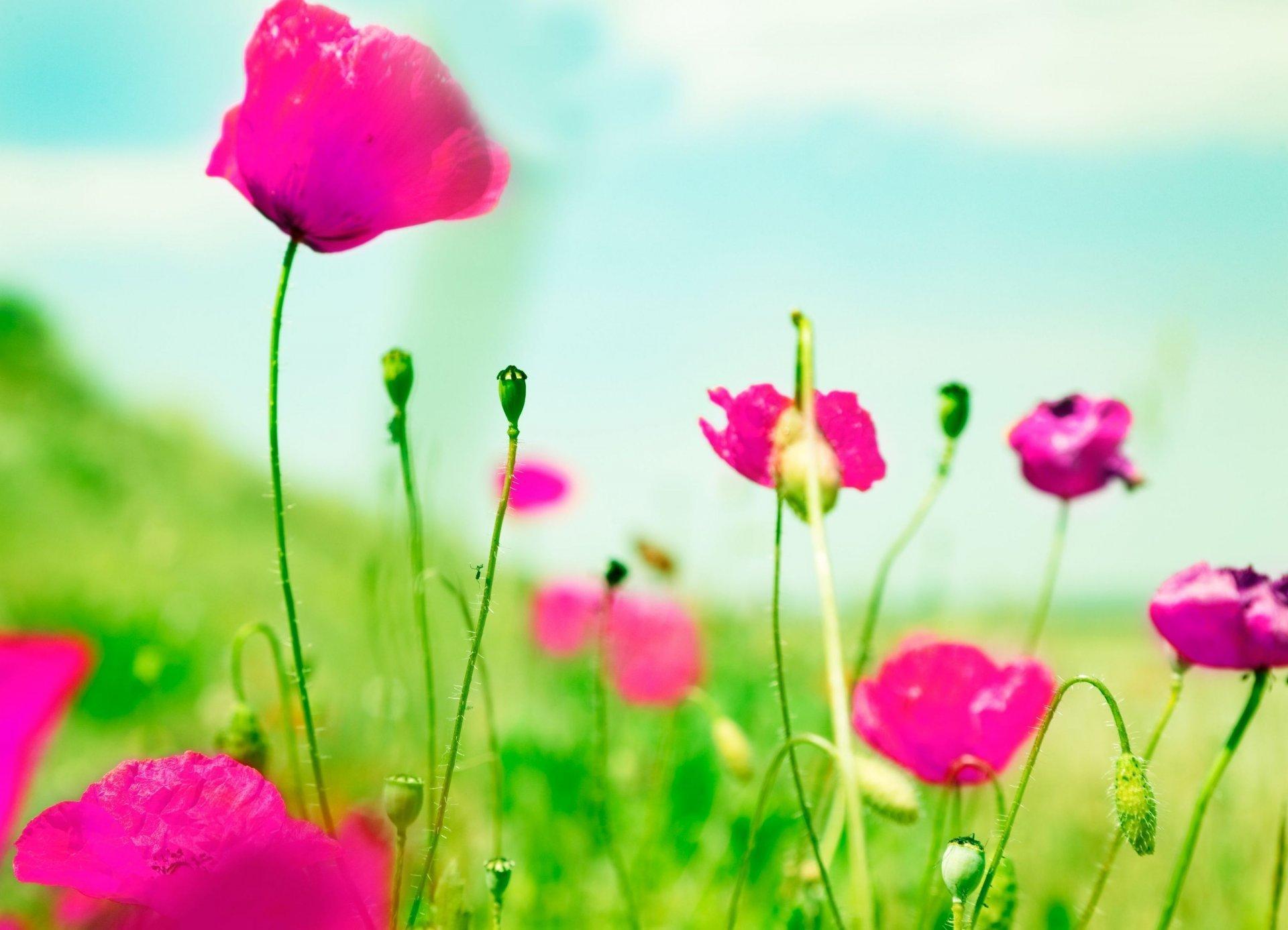 Pink and Green Flowers Wallpapers Top Free Pink and Green Flowers