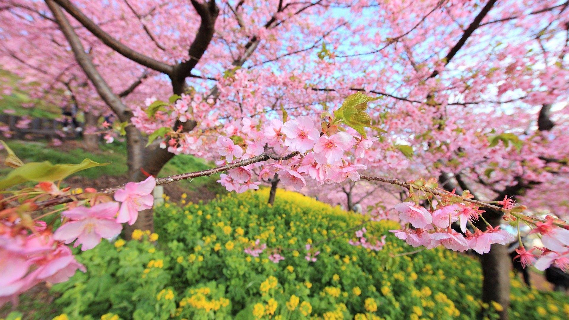 Pink and Green Flowers Wallpapers Top Free Pink and Green Flowers
