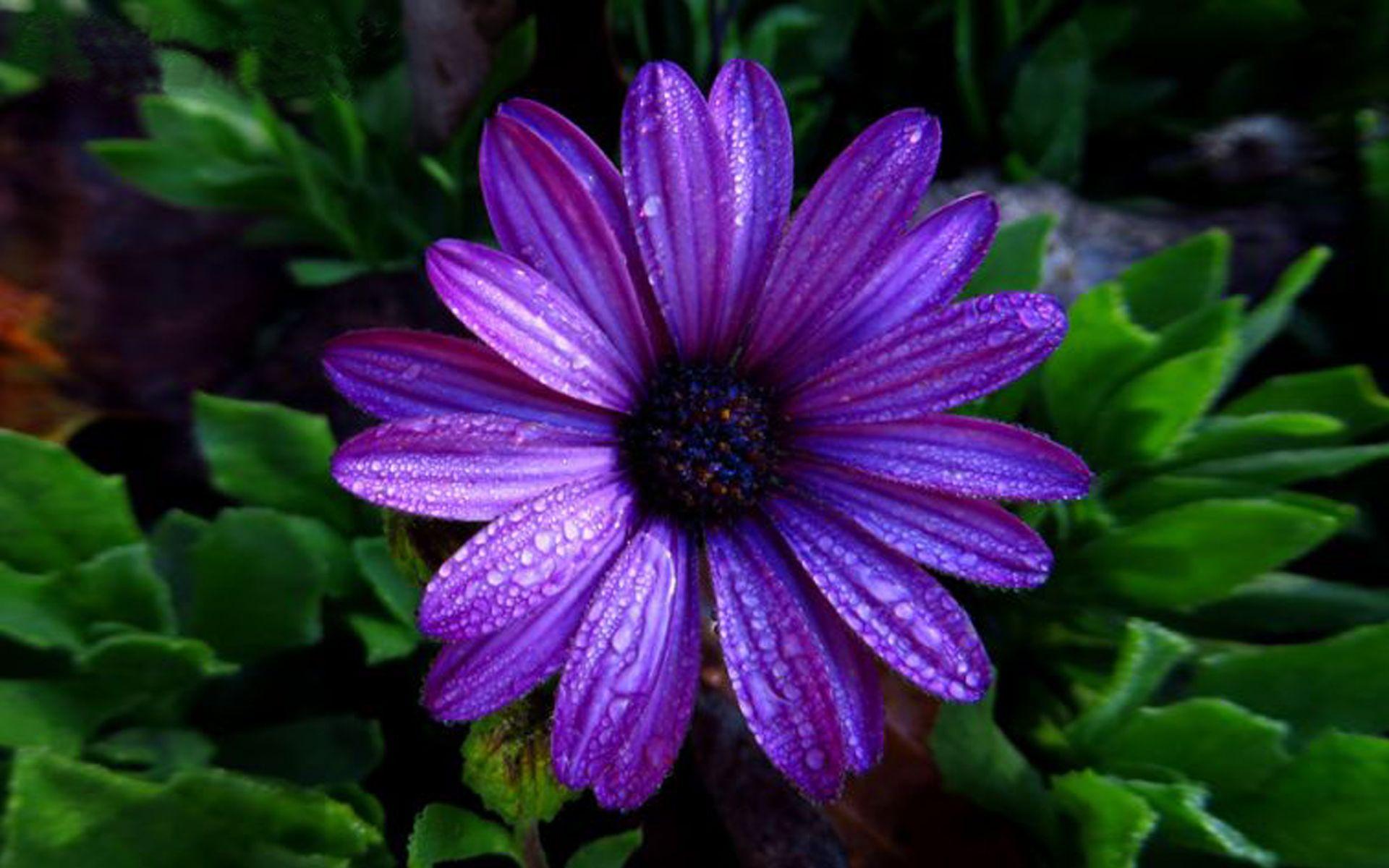 Dark Purple Flower Wallpapers Top Free Dark Purple Flower Backgrounds WallpaperAccess