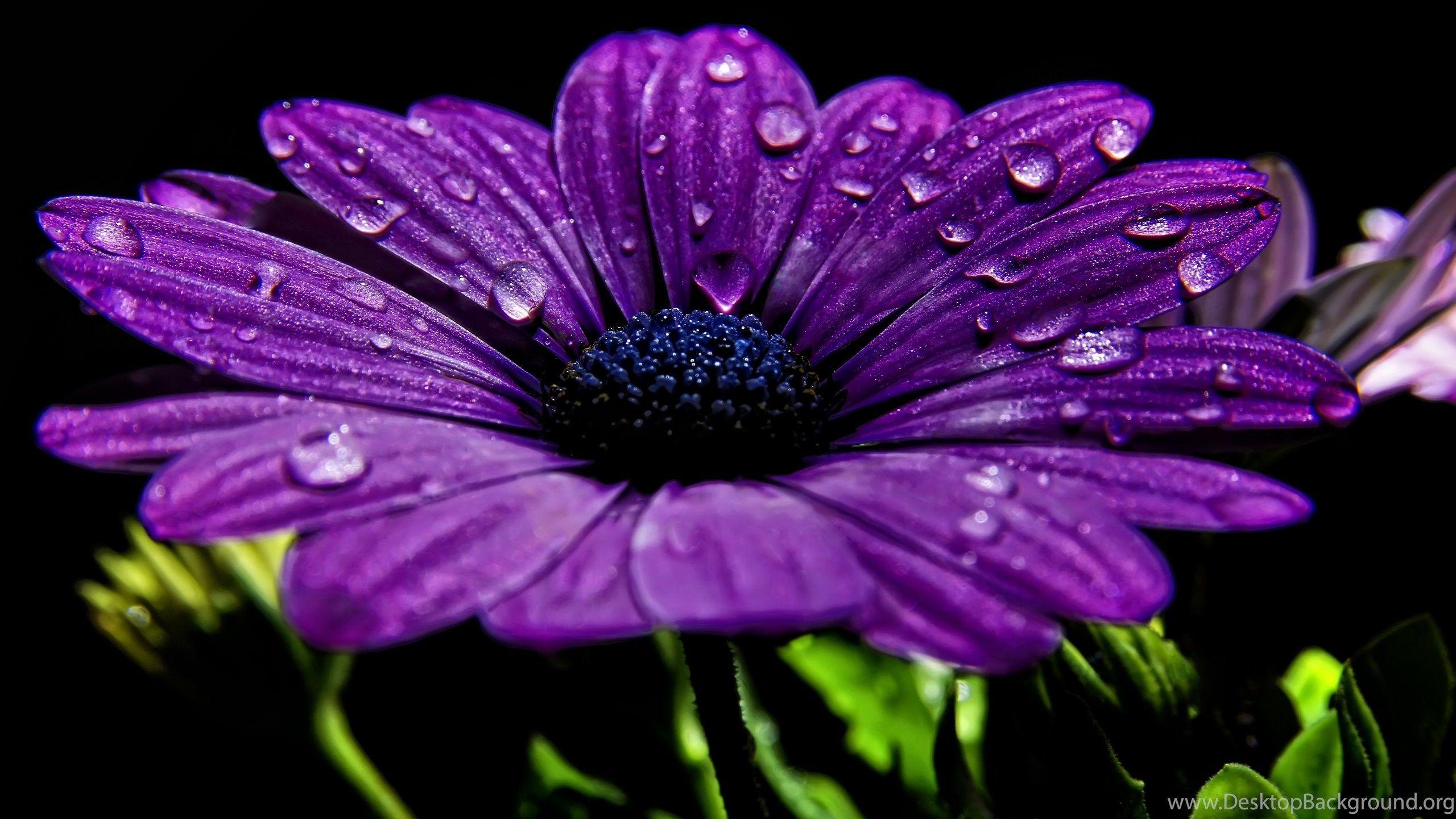 Dark Purple Flower Wallpapers Top Free Dark Purple Flower Backgrounds