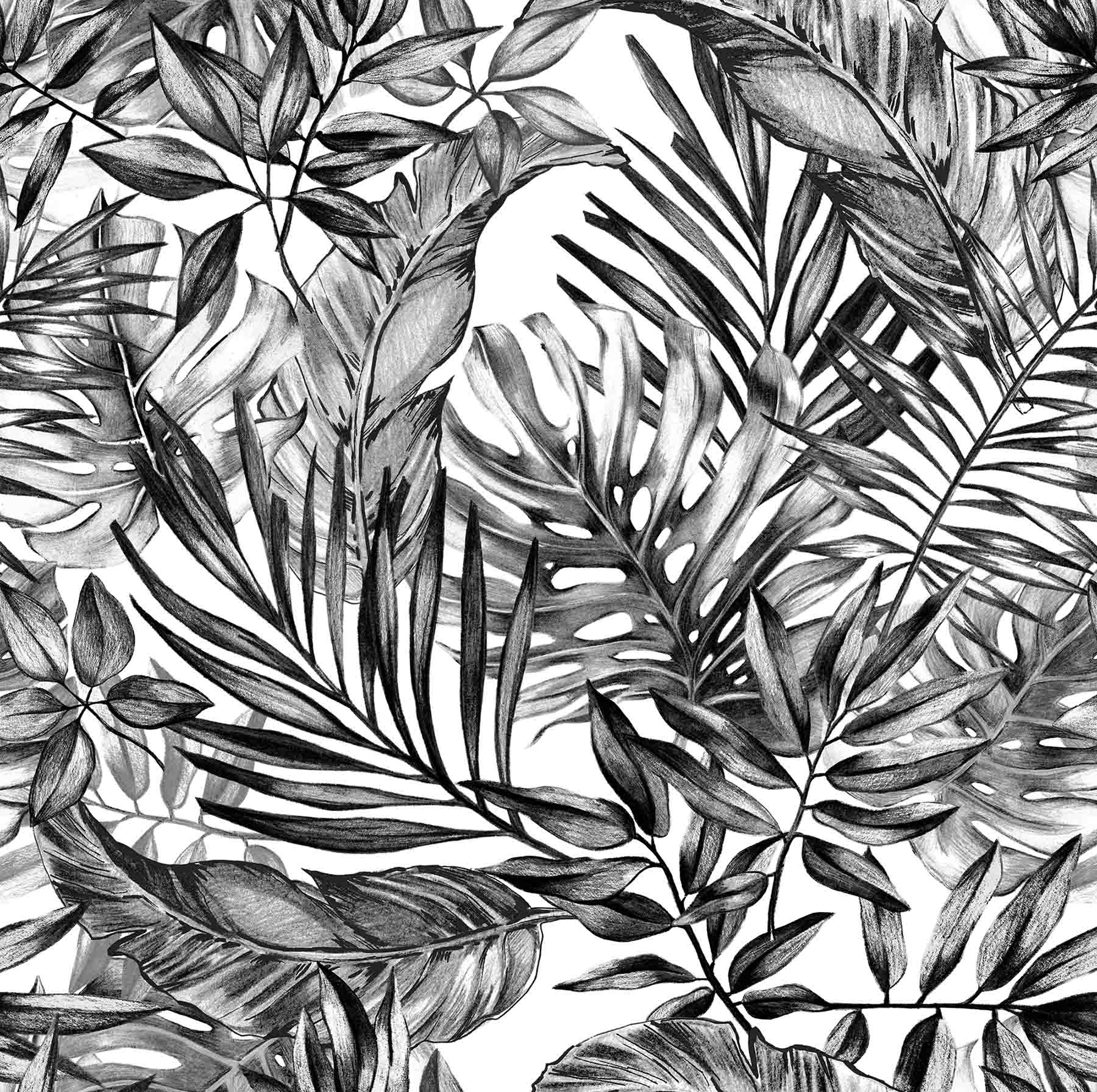 Black and White Tropical Wallpapers Top Free Black and White Tropical
