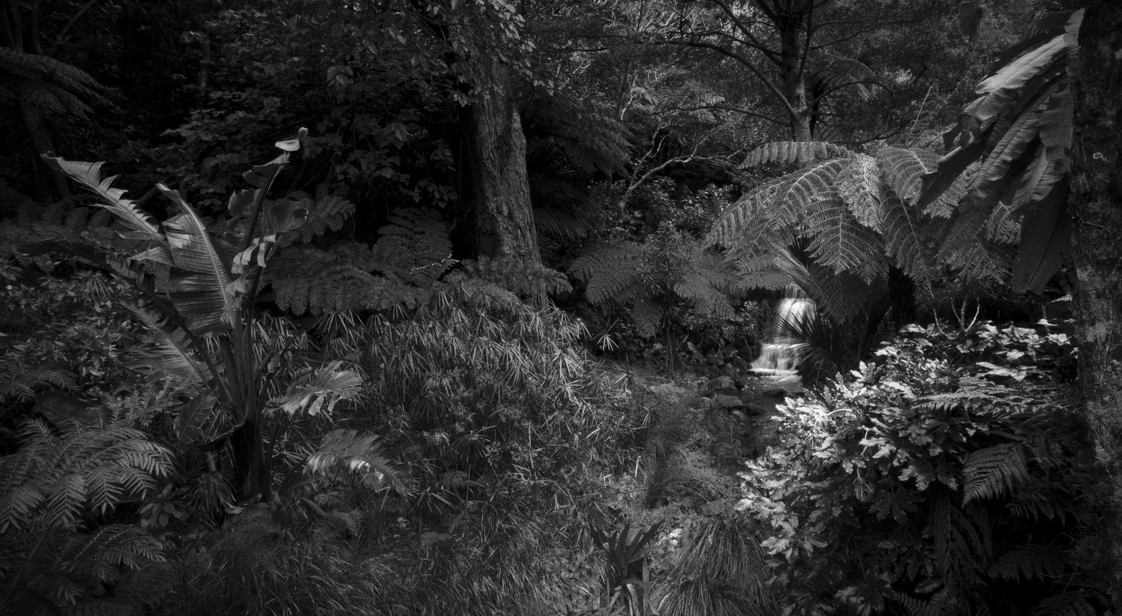 Black and White Tropical Wallpapers Top Free Black and White Tropical