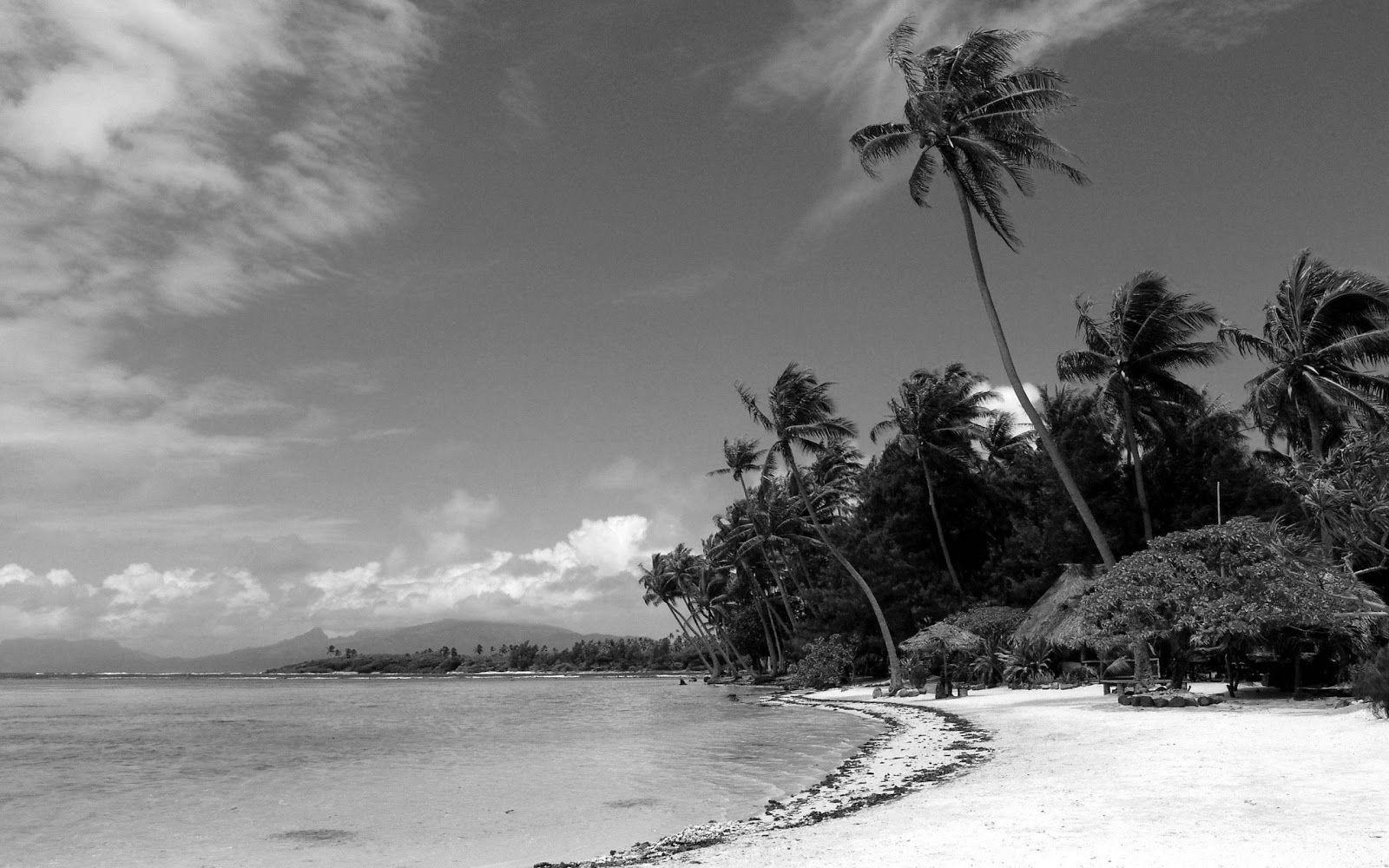 Black and White Tropical Wallpapers Top Free Black and White Tropical