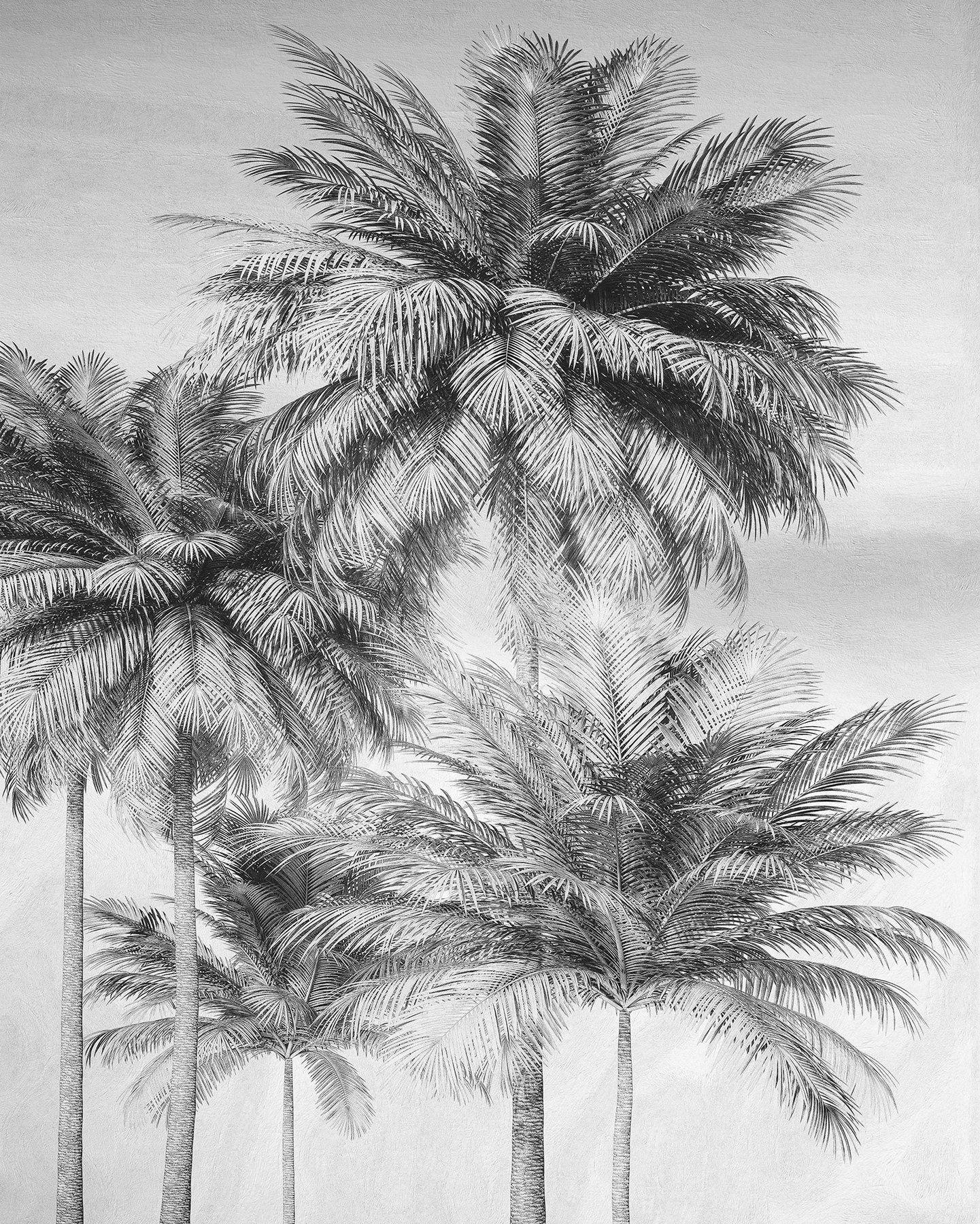 Black and White Tropical Wallpapers Top Free Black and White Tropical