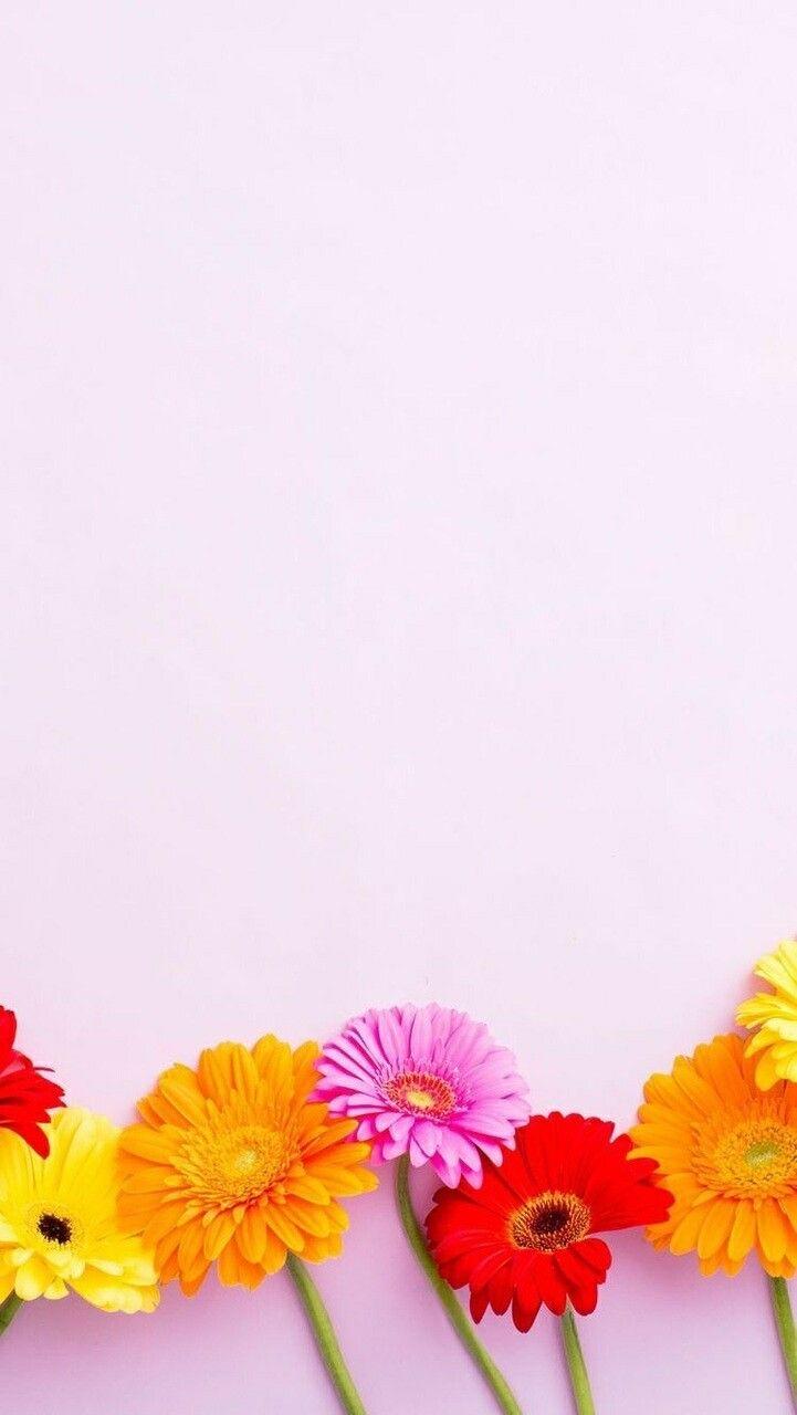 Bright Floral iPhone Wallpapers Top Free Bright Floral iPhone