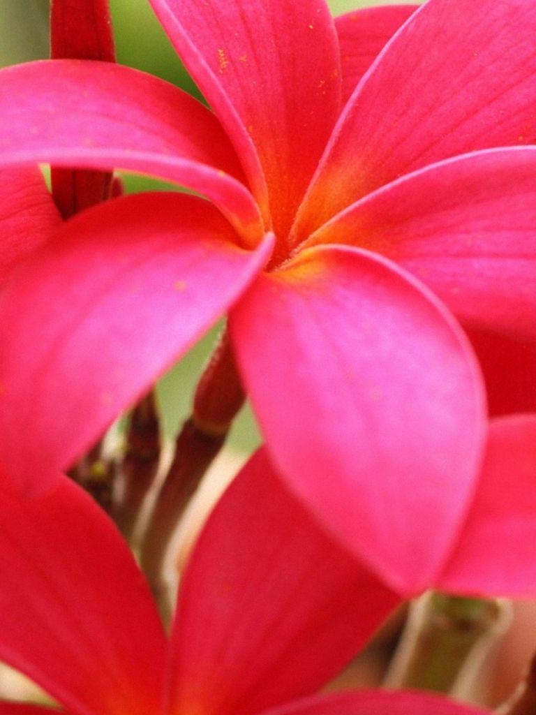 Bright Floral iPhone Wallpapers Top Free Bright Floral iPhone