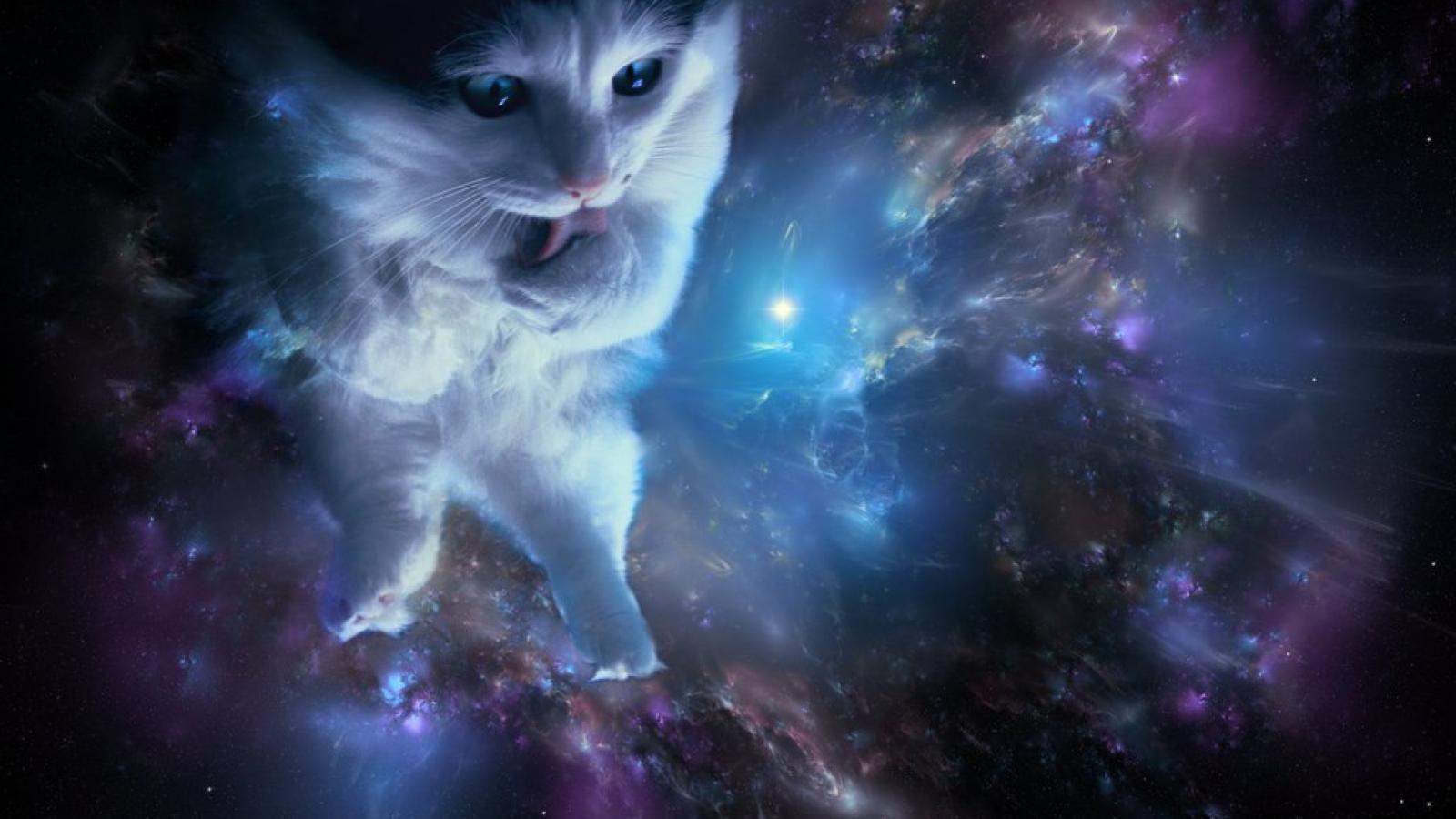 Space Cat HD Wallpapers Top Free Space Cat HD Backgrounds