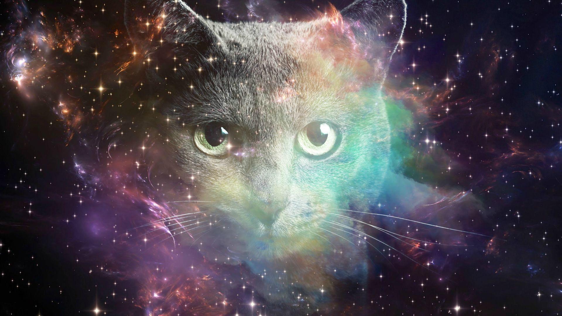 Cats in Space Wallpapers Top Free Cats in Space Backgrounds