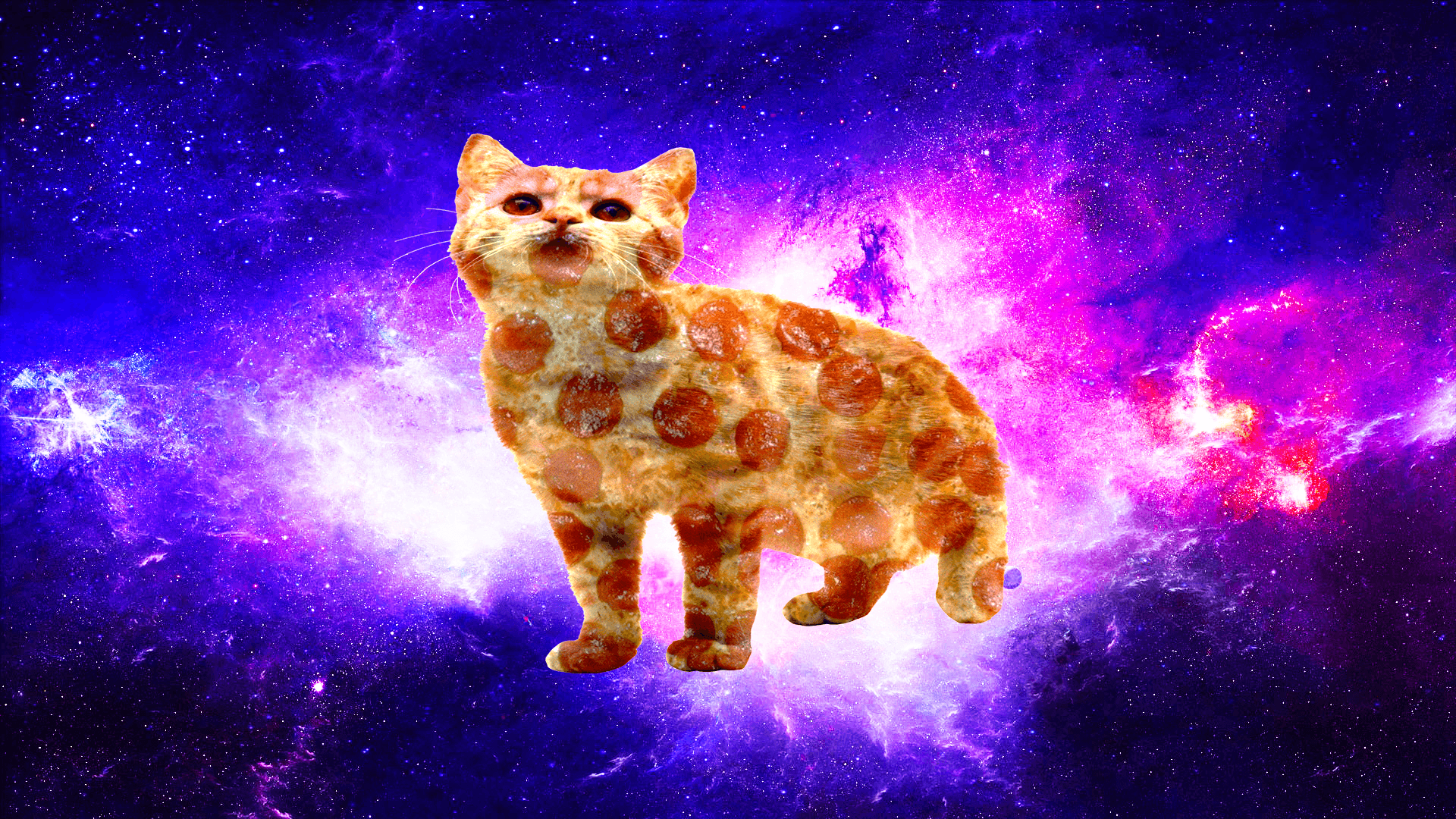 Cats in Space Wallpapers Top Free Cats in Space Backgrounds