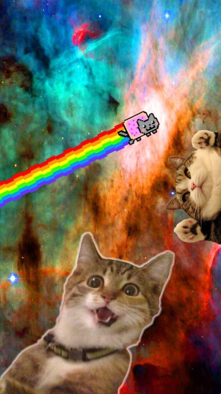 Cats in Space Wallpapers Top Free Cats in Space