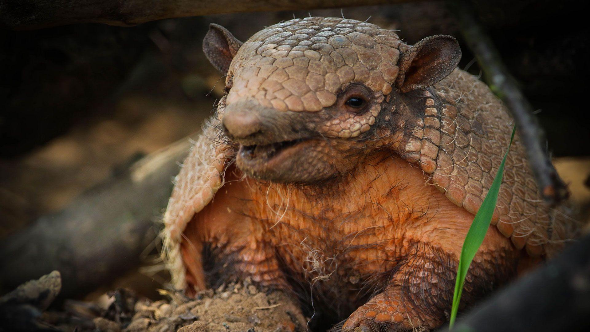 Armadillo Wallpapers Top Free Armadillo Backgrounds Wallpaperaccess