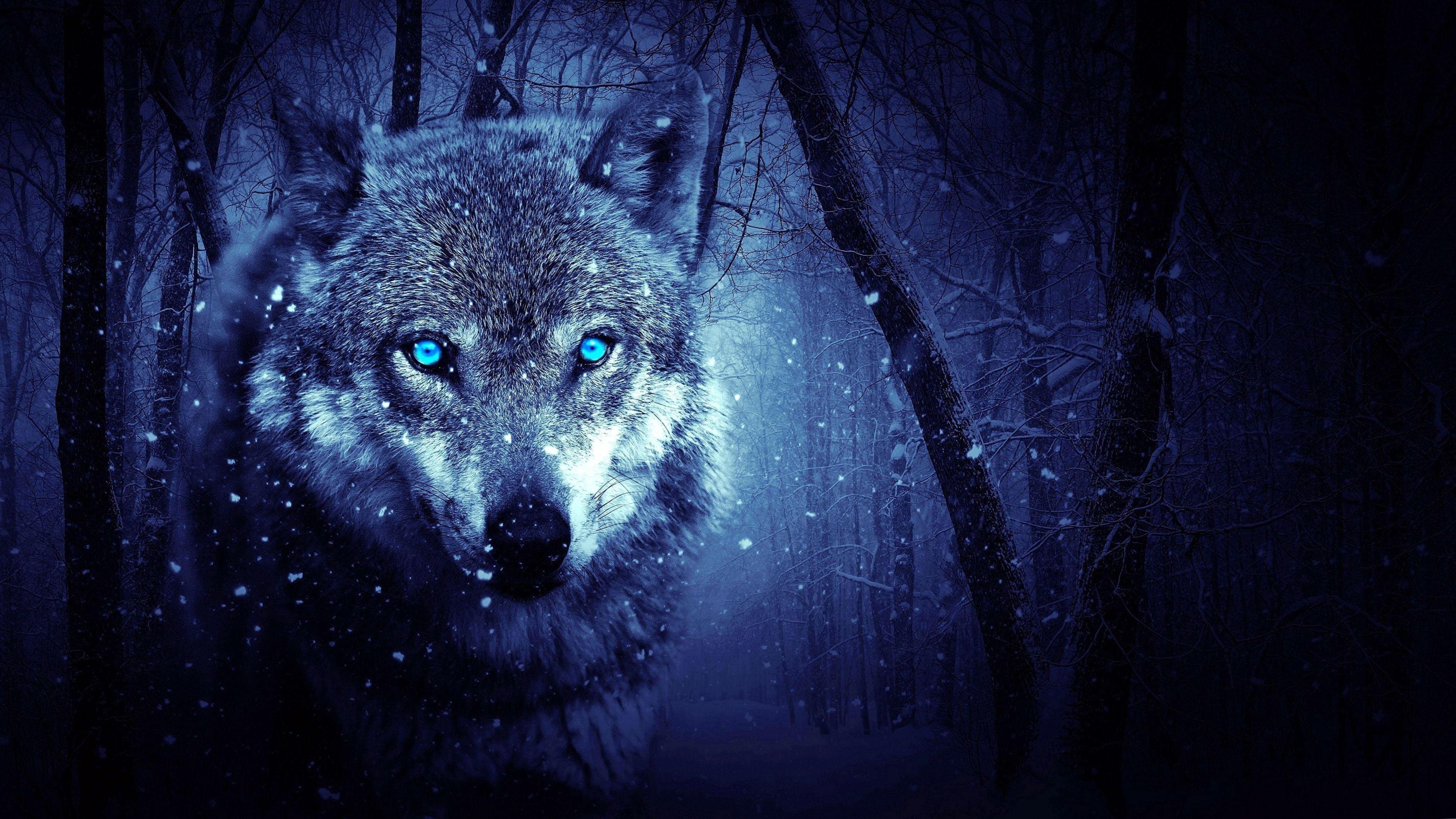 Blue Wolf Eye Wallpapers Top Free Blue Wolf Eye Backgrounds
