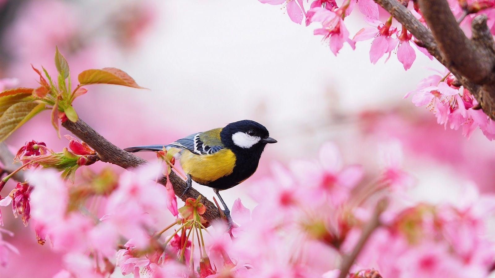 Flowers Birds Wallpapers Top Free Flowers Birds Backgrounds