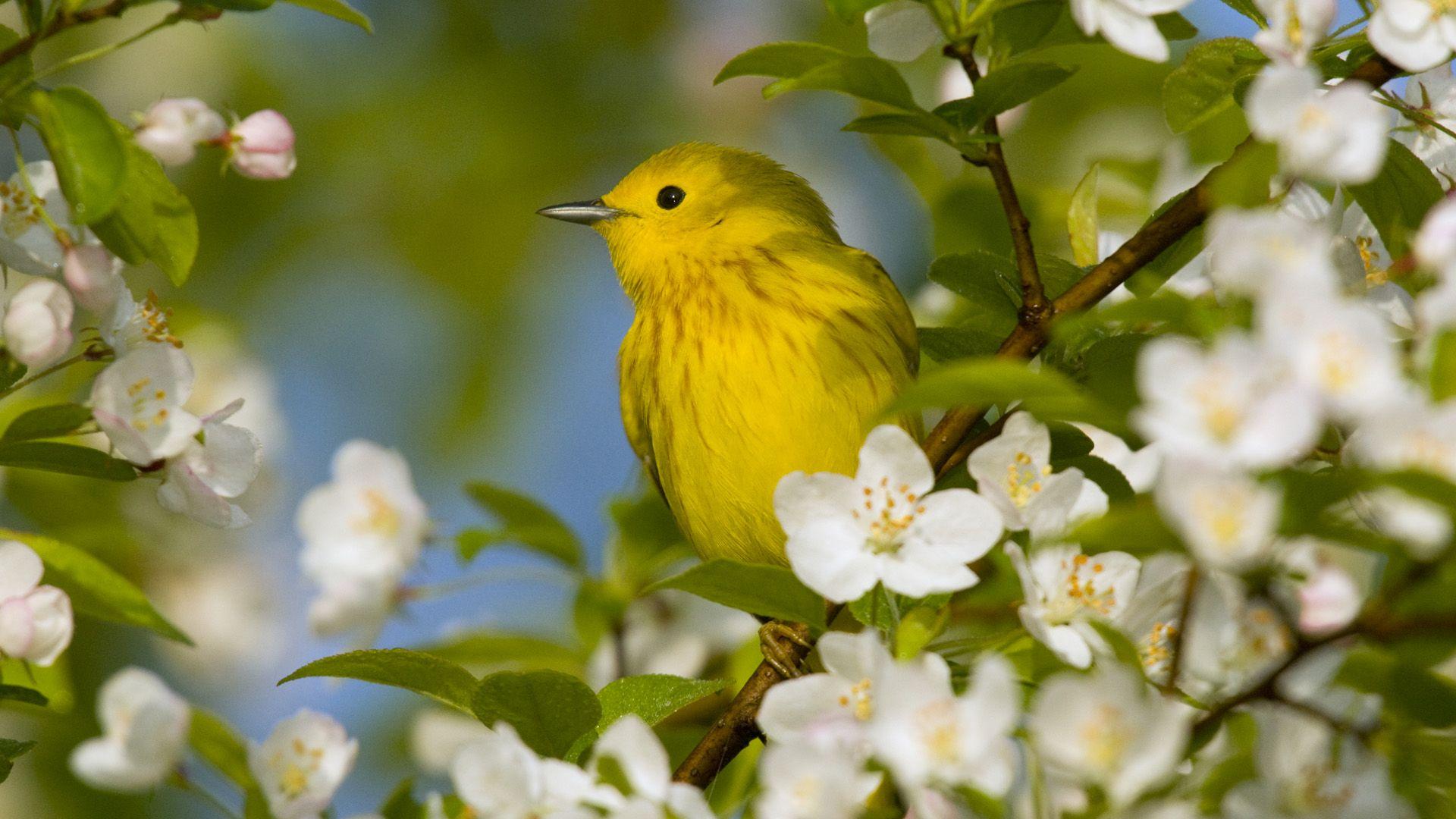 Beautiful Bird and Flower Wallpapers Top Free Beautiful Bird and