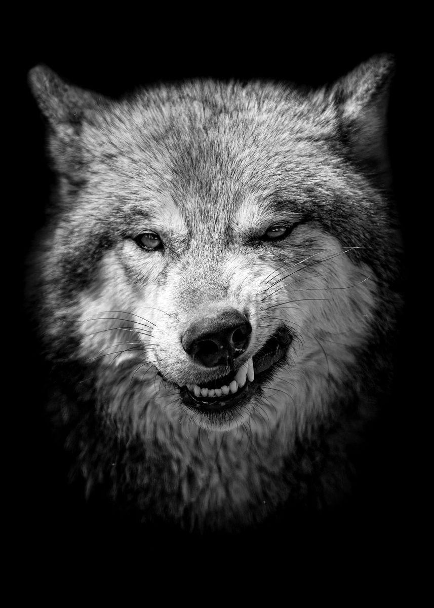 Angry Wolf Face Wallpapers Top Free Angry Wolf Face Backgrounds