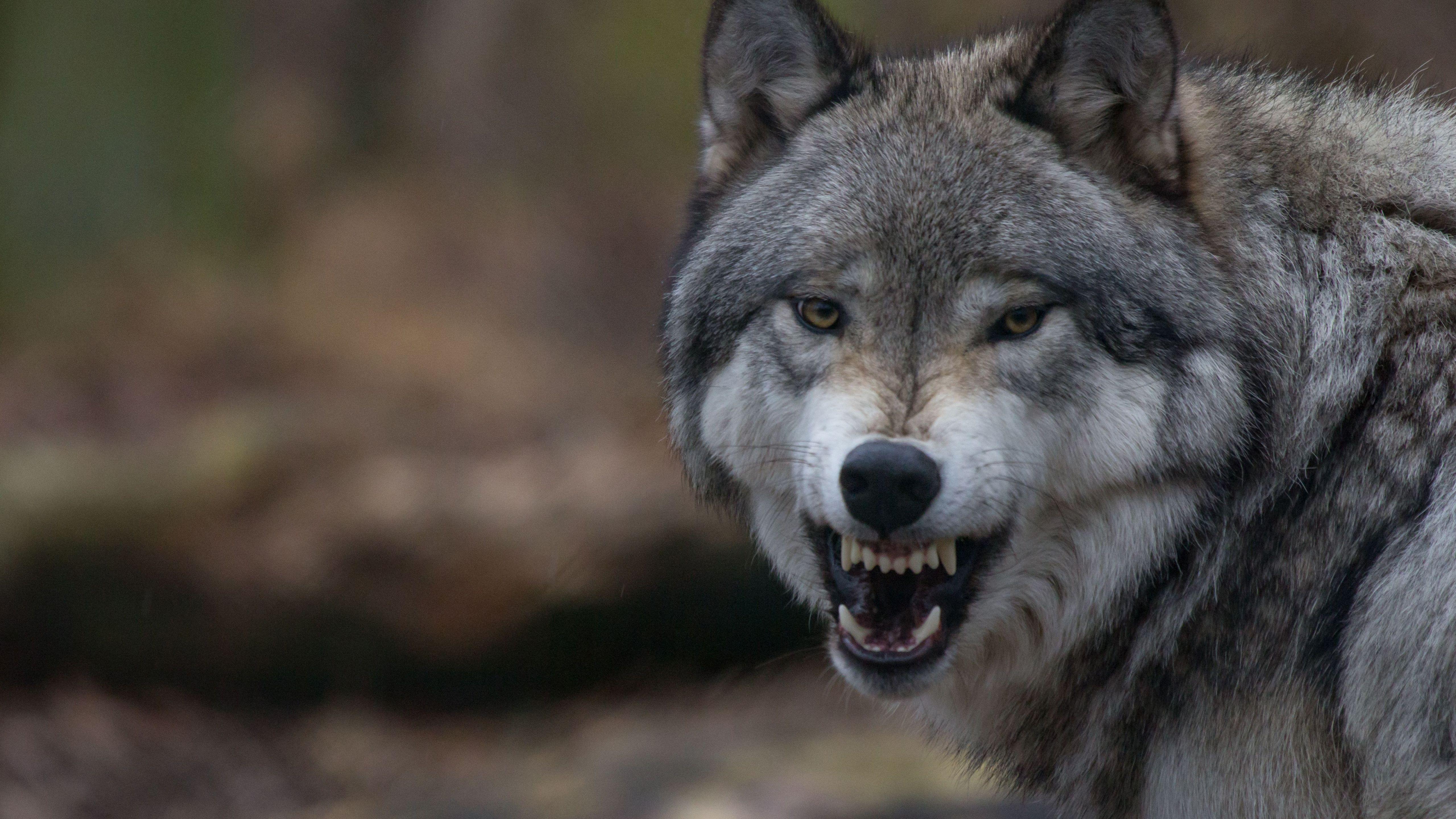 Angry Wolf Face Wallpapers Top Free Angry Wolf Face Backgrounds