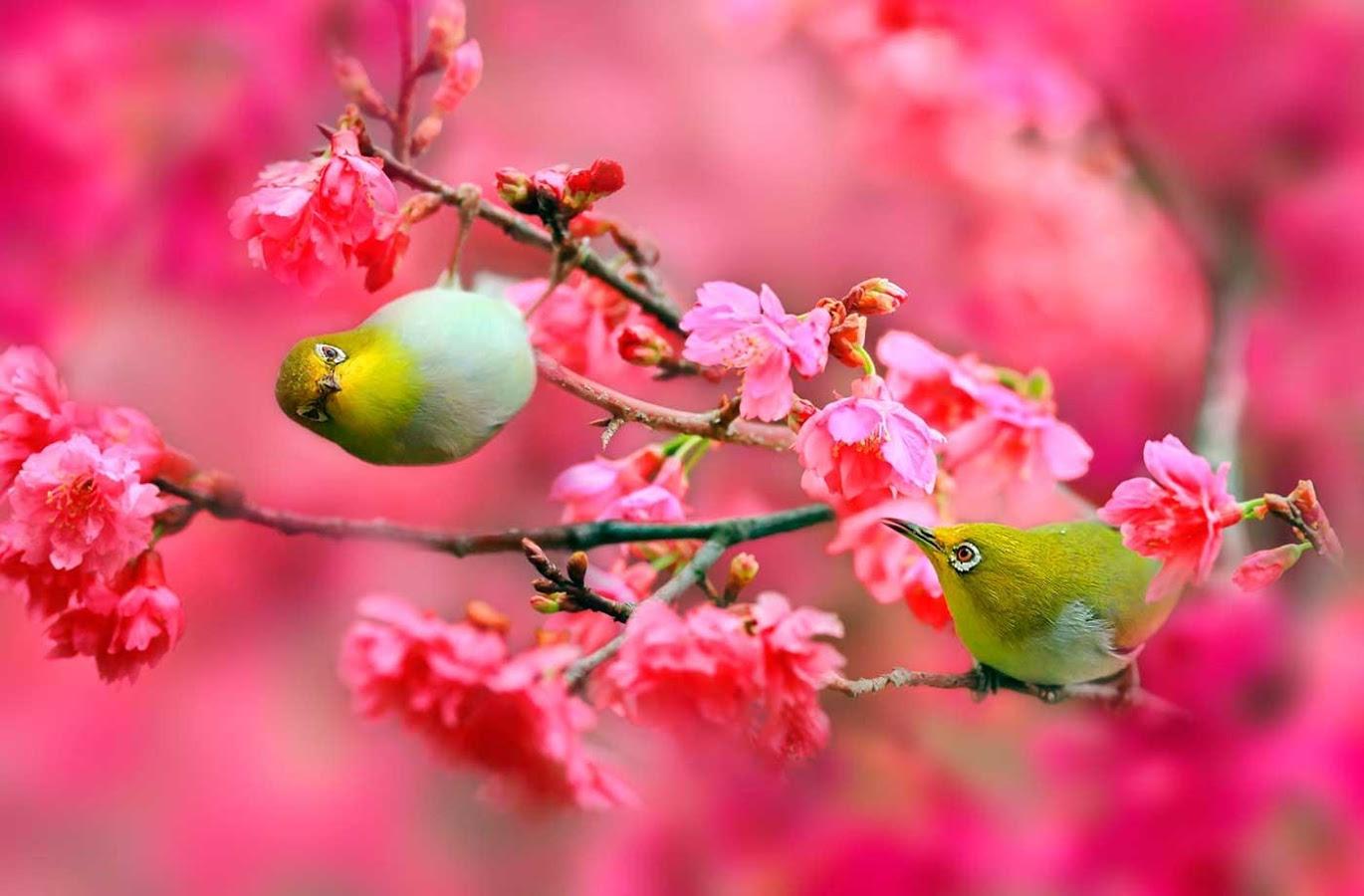 Spring Flowers and Birds Wallpapers Top Free Spring Flowers and Birds