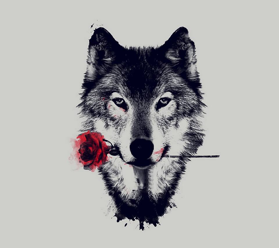 Wolf Drawing Wallpapers Top Free Wolf Drawing Backgrounds