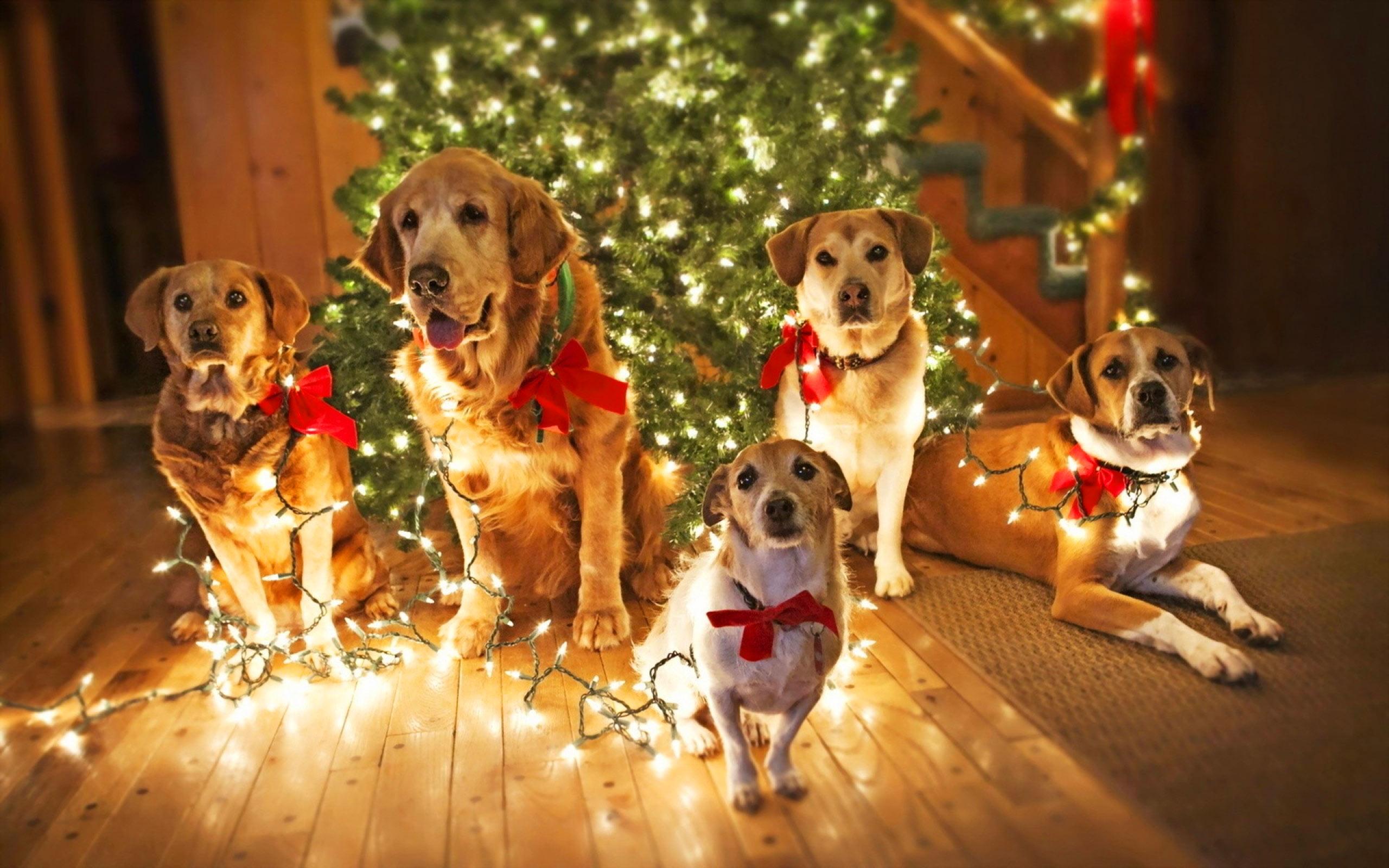 Dachshund Christmas Wallpapers Top Free Dachshund