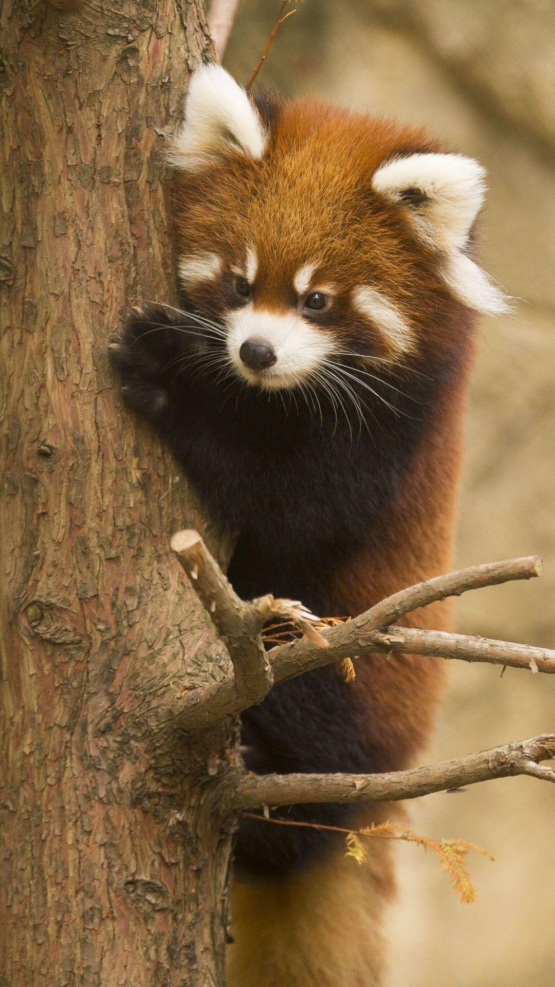 Baby Red Panda Wallpapers Top Free Baby Red Panda Backgrounds