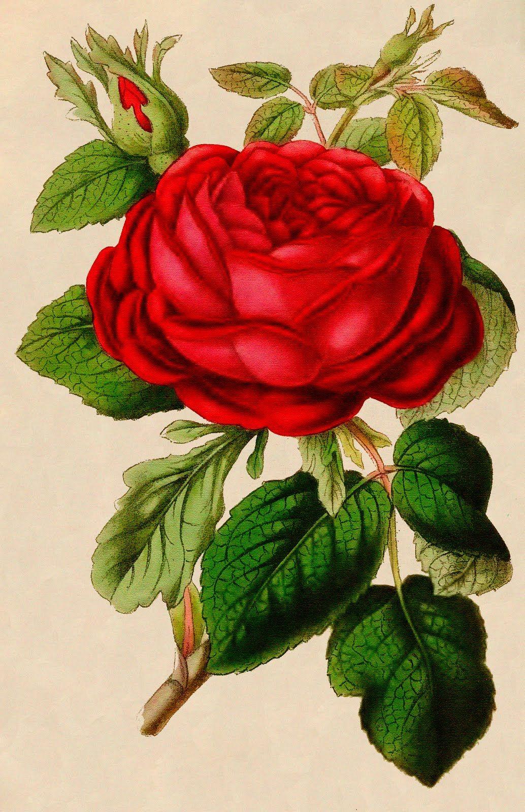 Red Rose Vintage Wallpapers Top Free Red Rose Vintage Backgrounds