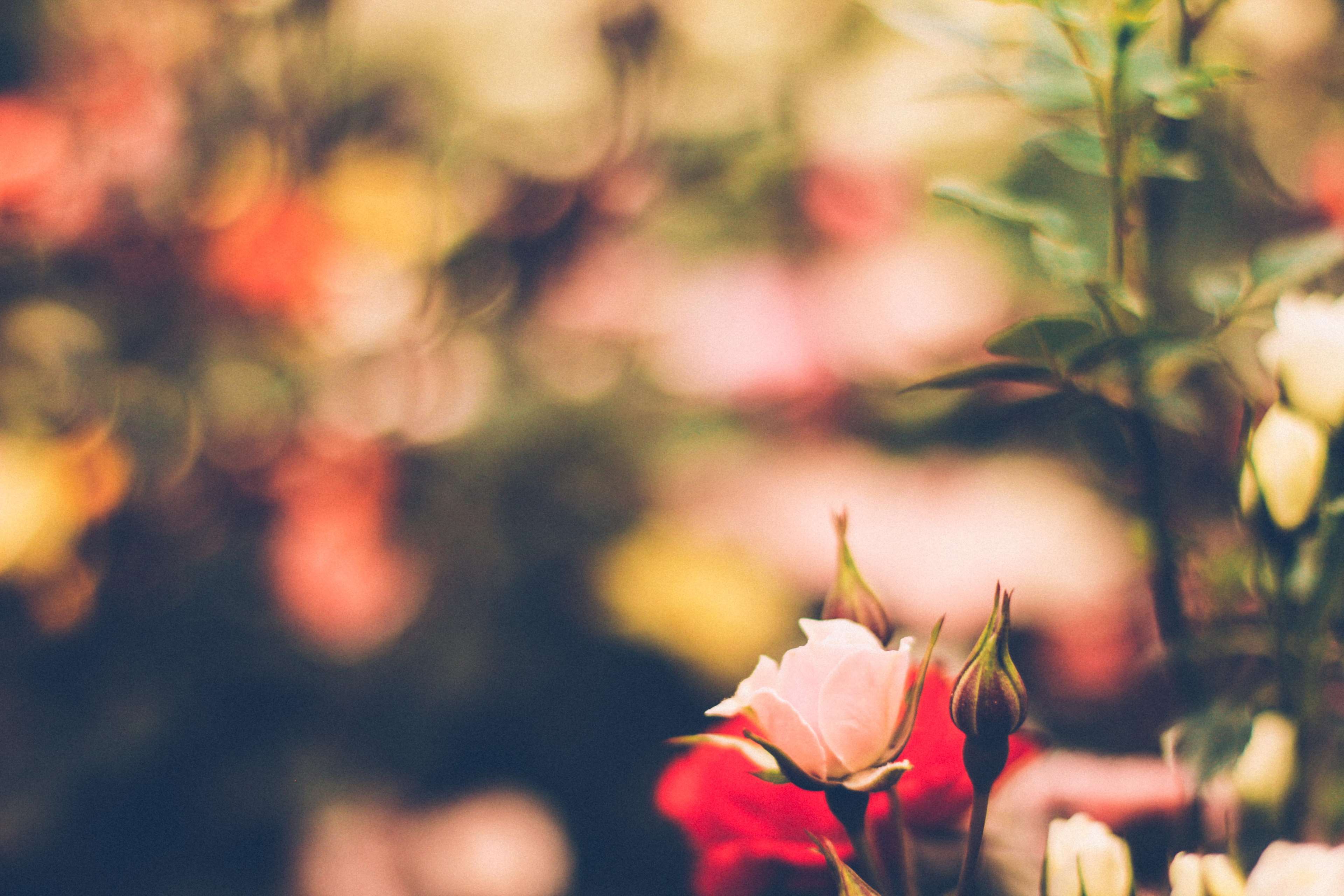 Red Rose Vintage Wallpapers Top Free Red Rose Vintage Backgrounds