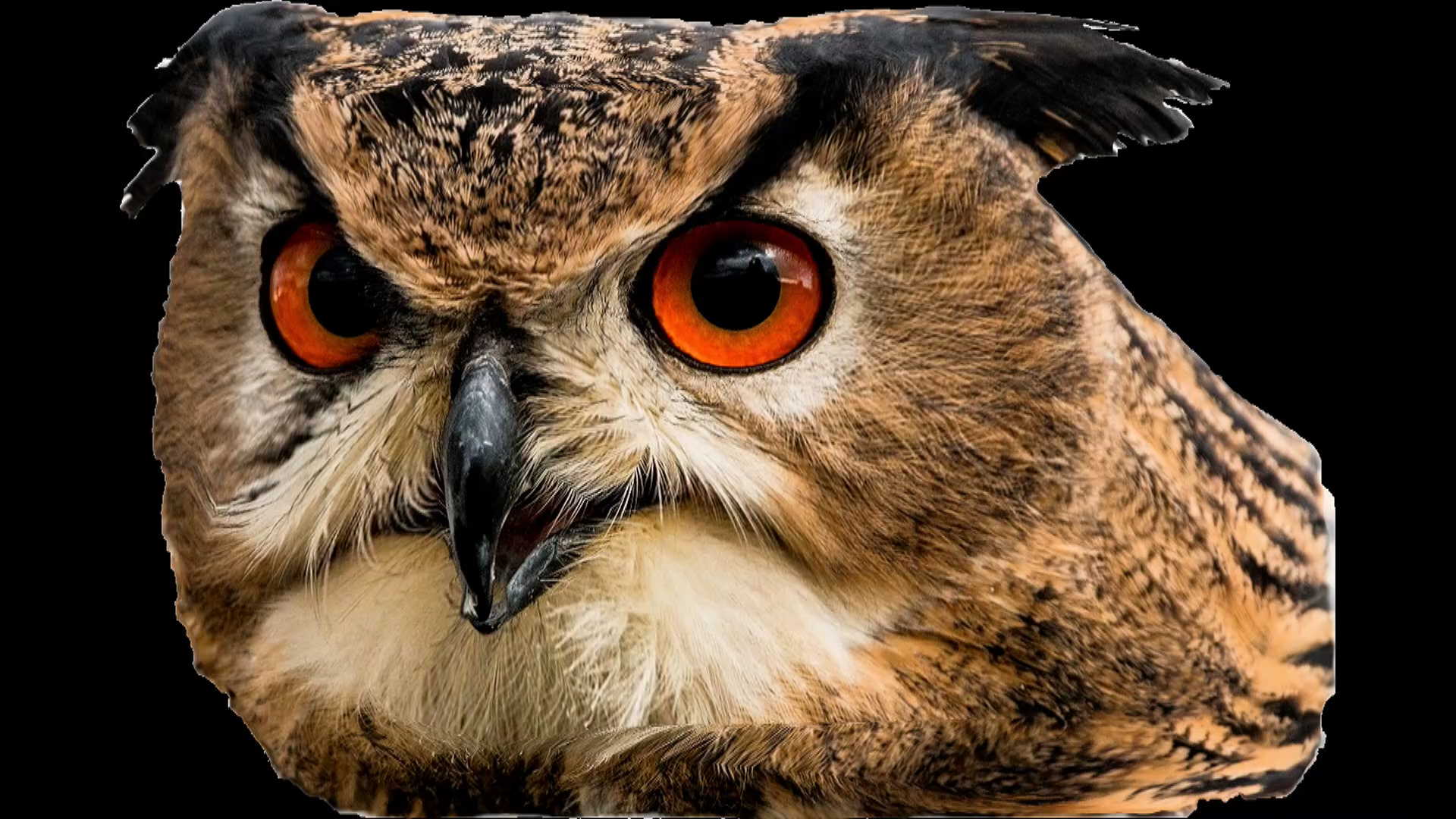 Angry Owl Wallpapers Top Free Angry Owl Backgrounds WallpaperAccess