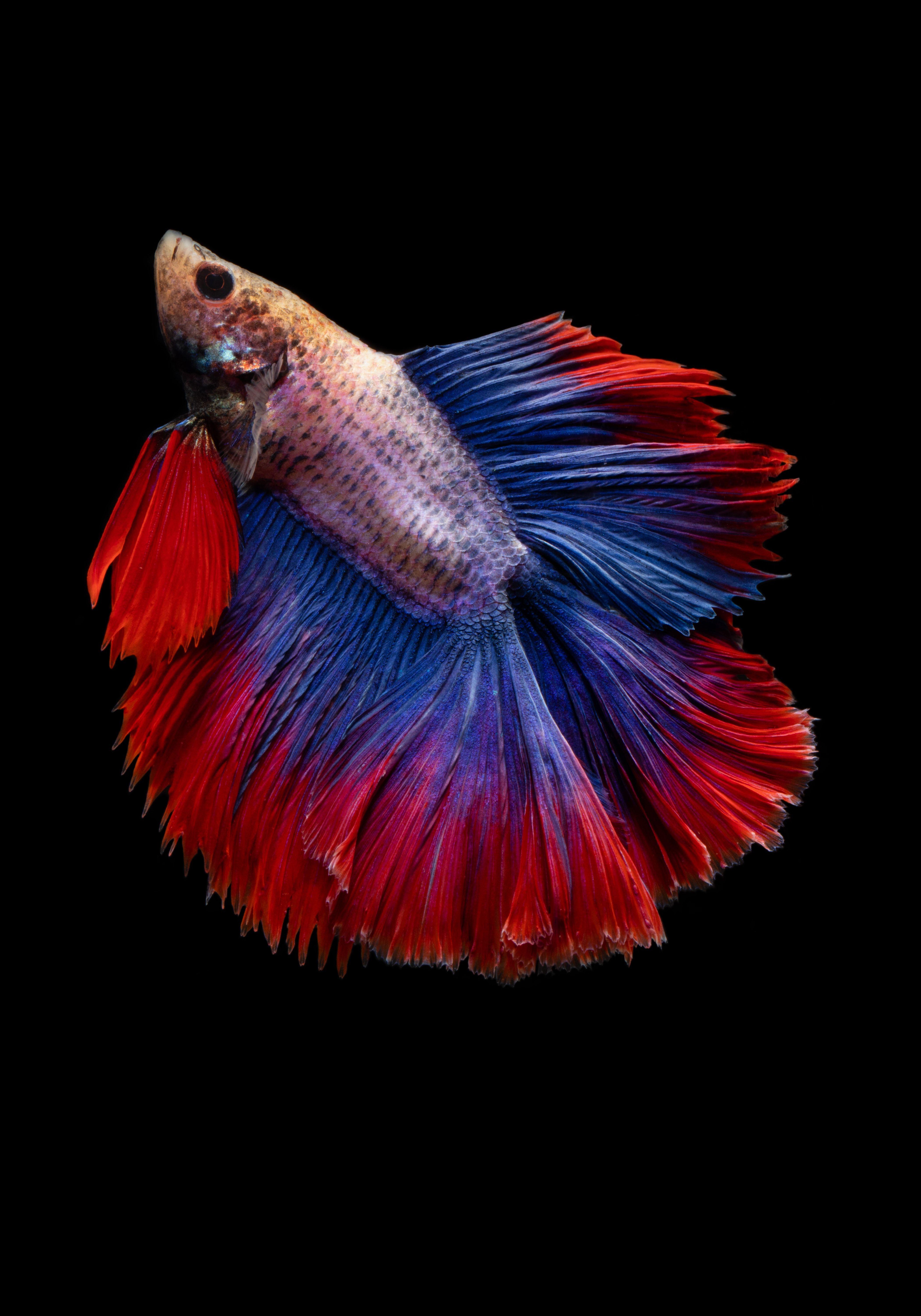Color Fish Wallpapers Top Free Color Fish Backgrounds WallpaperAccess