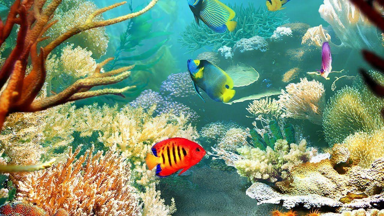 Color Fish Wallpapers Top Free Color Fish Backgrounds WallpaperAccess