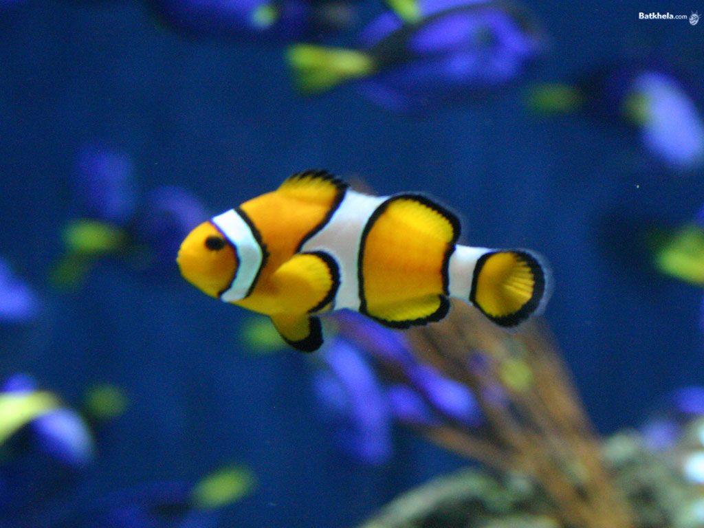 Color Fish Wallpapers Top Free Color Fish Backgrounds WallpaperAccess