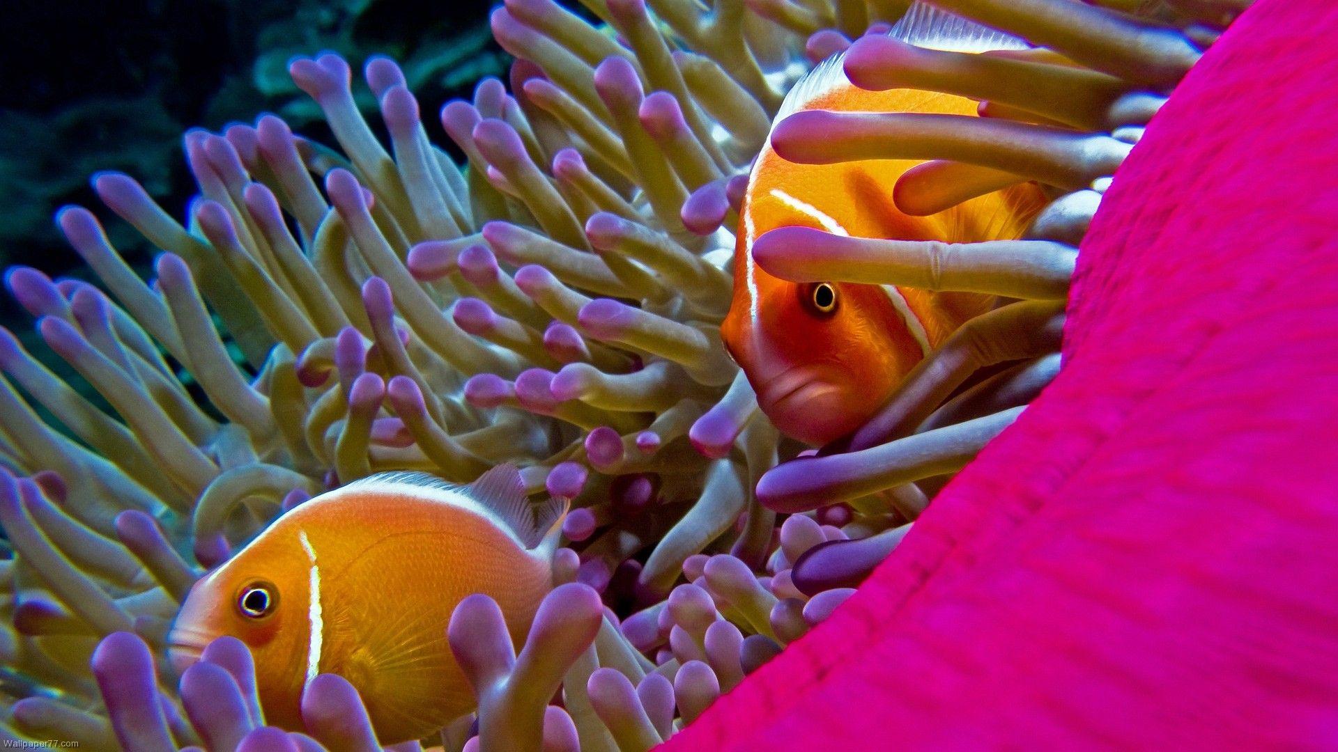 Color Fish Wallpapers Top Free Color Fish Backgrounds WallpaperAccess