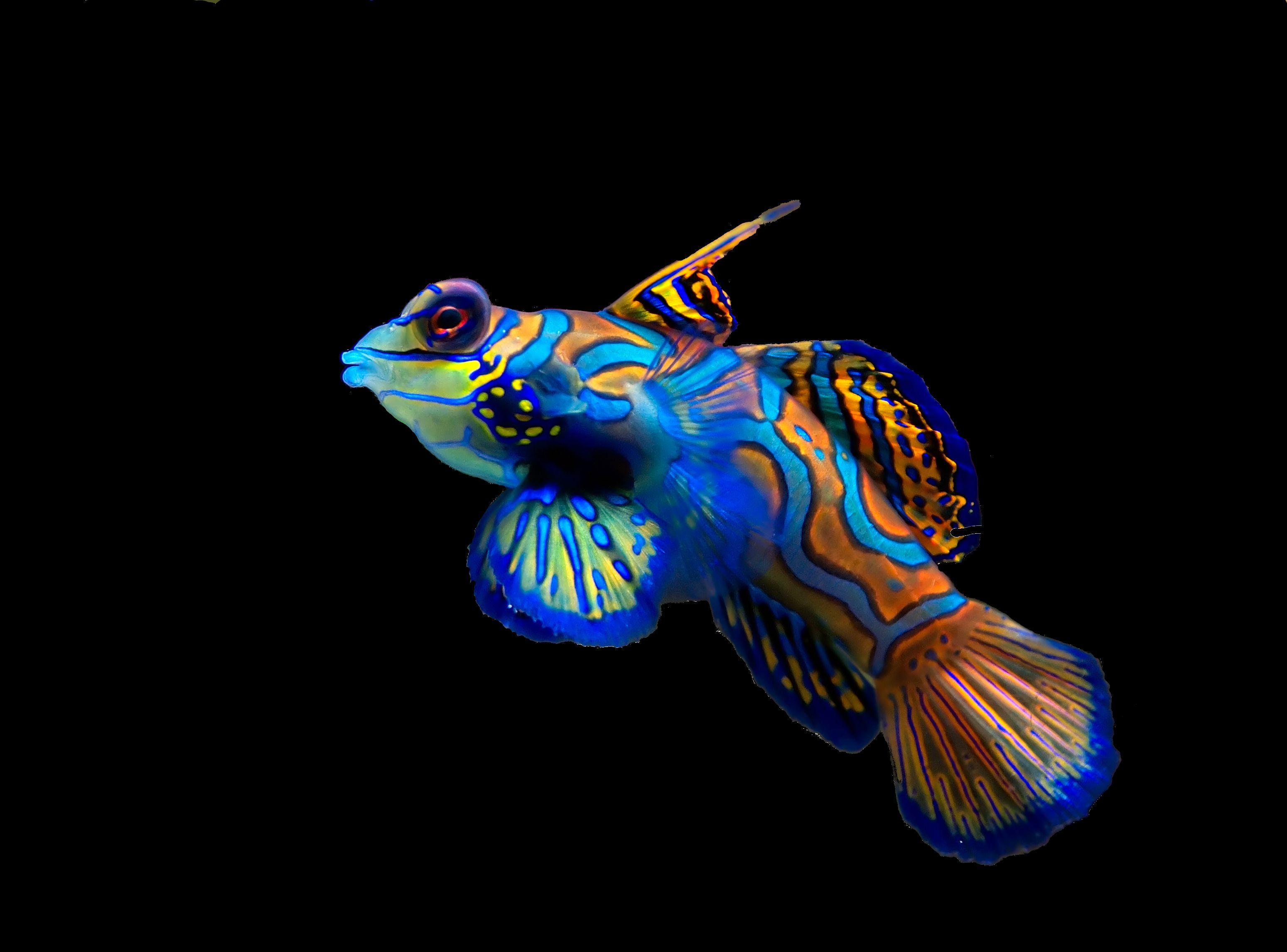 Color Fish Wallpapers Top Free Color Fish Backgrounds WallpaperAccess