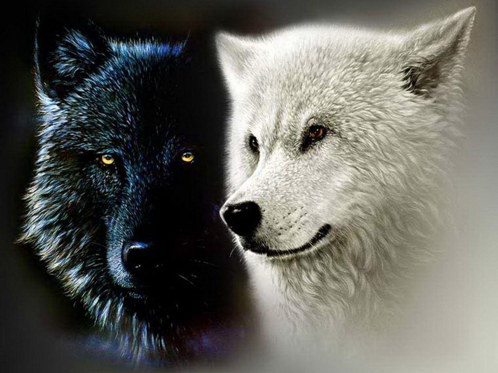 64K Ultra HD Wolf Wallpapers Top Free 64K Ultra HD Wolf Backgrounds