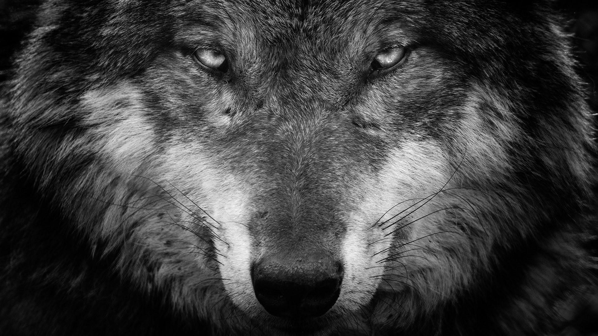 64K Ultra HD Wolf Wallpapers Top Free 64K Ultra HD Wolf Backgrounds