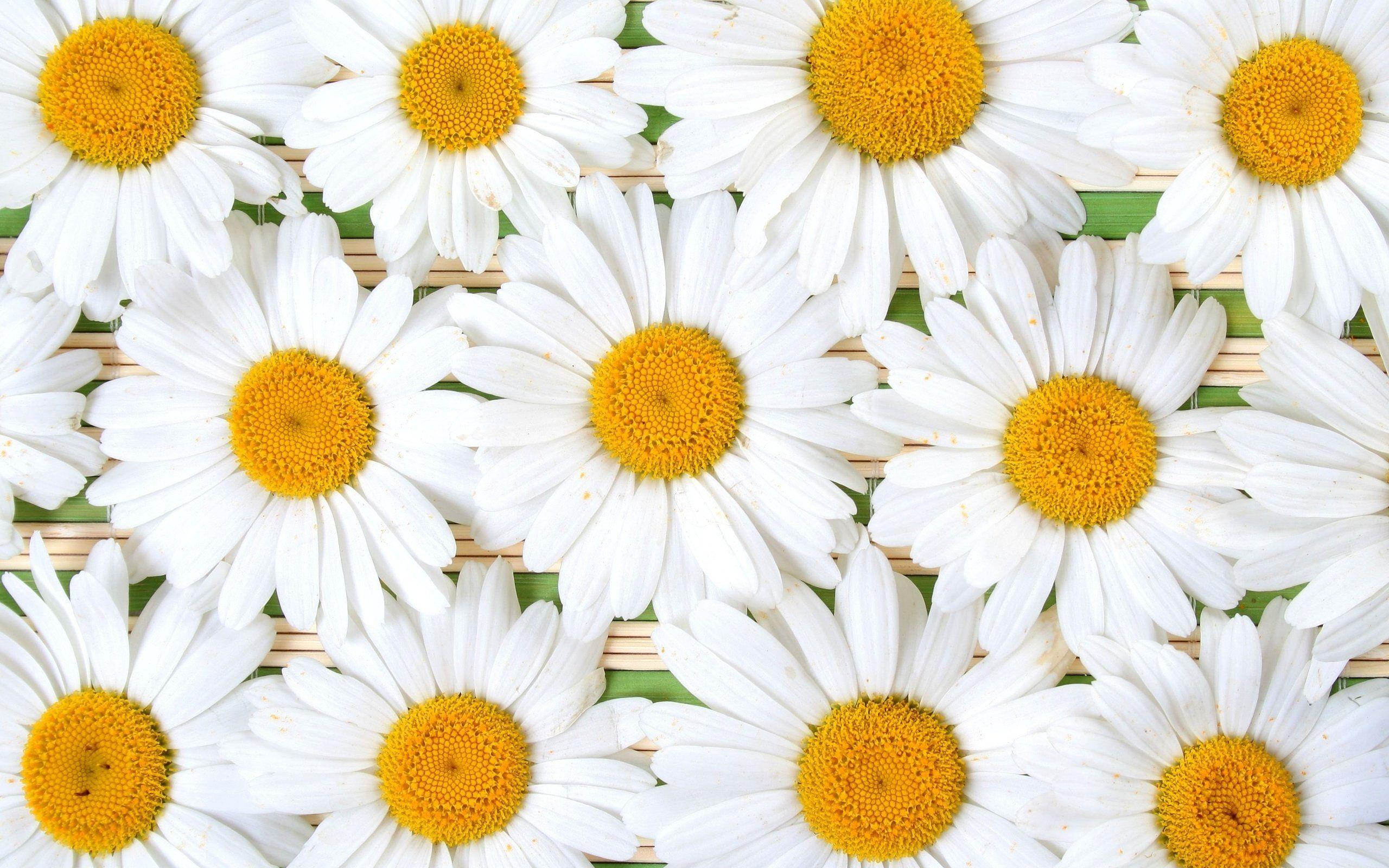 Simple Daisy Computer Wallpapers Top Free Simple Daisy Computer