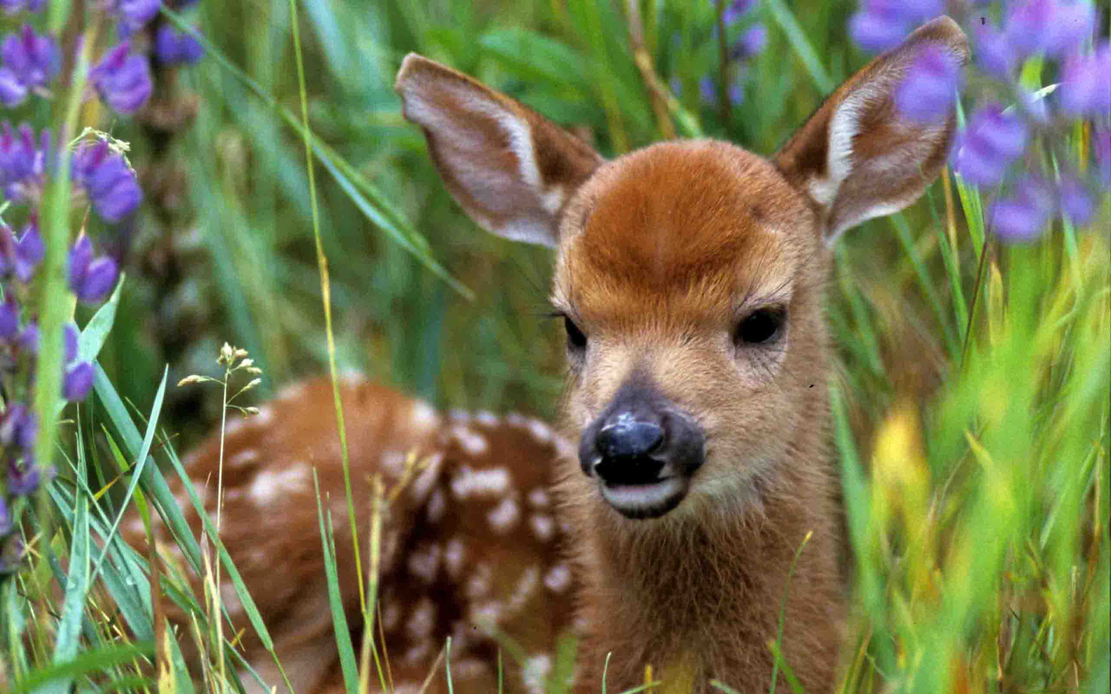 Fawn Wallpapers Top Free Fawn Backgrounds WallpaperAccess