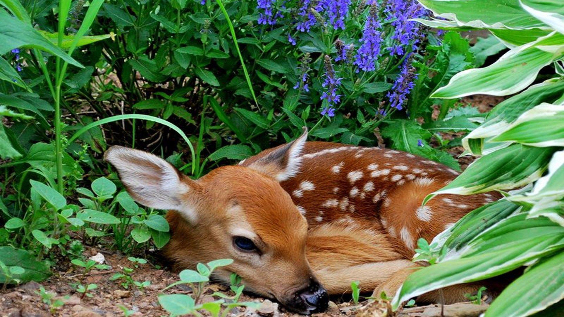 Fawn Wallpapers Top Free Fawn Backgrounds WallpaperAccess