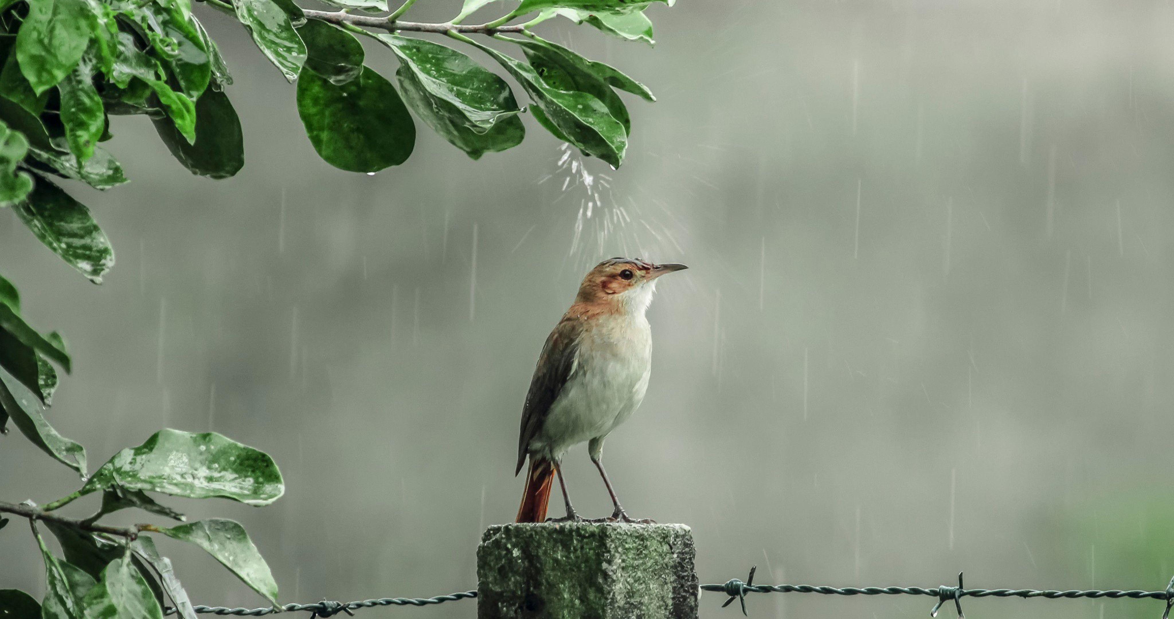 Rain Bird Wallpapers Top Free Rain Bird Backgrounds WallpaperAccess