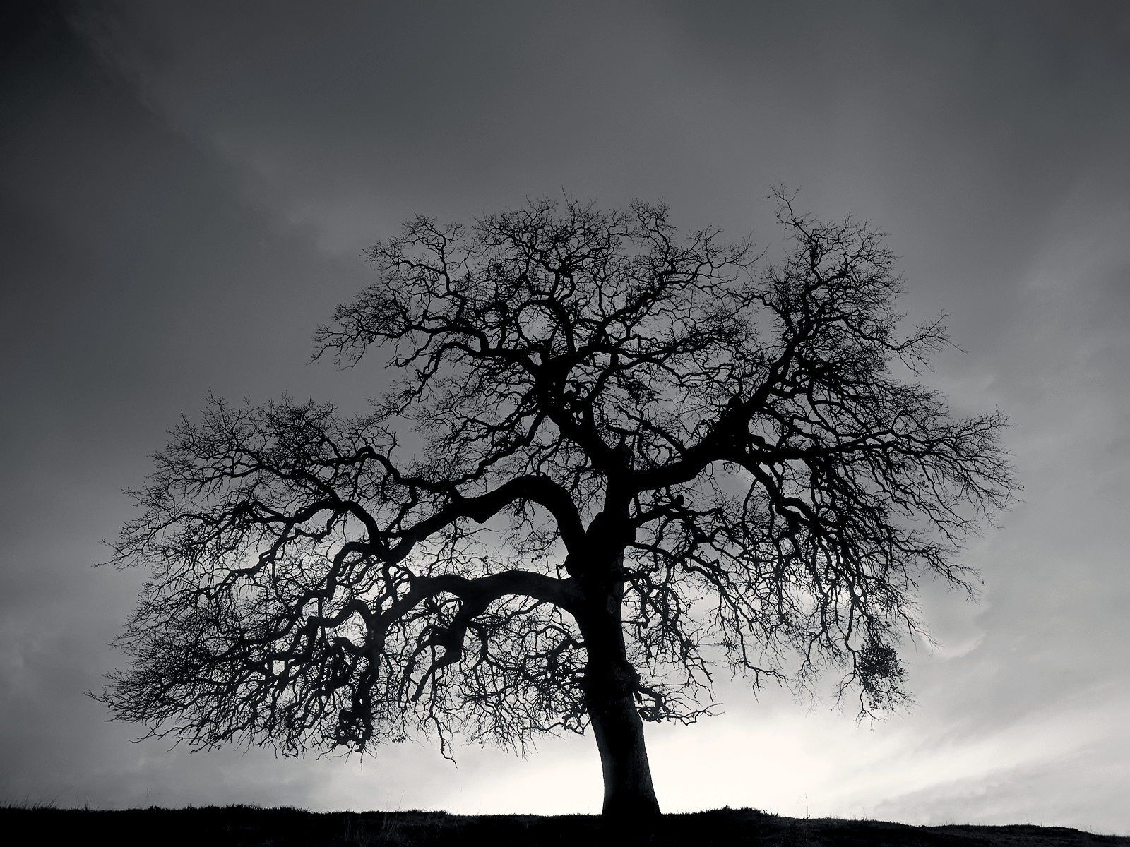 Cool Black and White Tree Wallpapers Top Free Cool Black and White