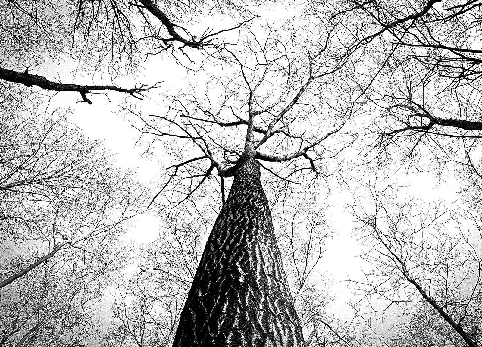 Cool Black and White Tree Wallpapers Top Free Cool Black and White