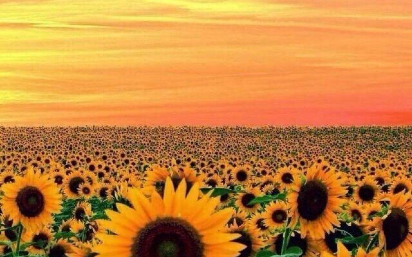 Yellow Tumblr Aesthetic Horizontal Wallpapers Top Free Yellow Tumblr Aesthetic Horizontal