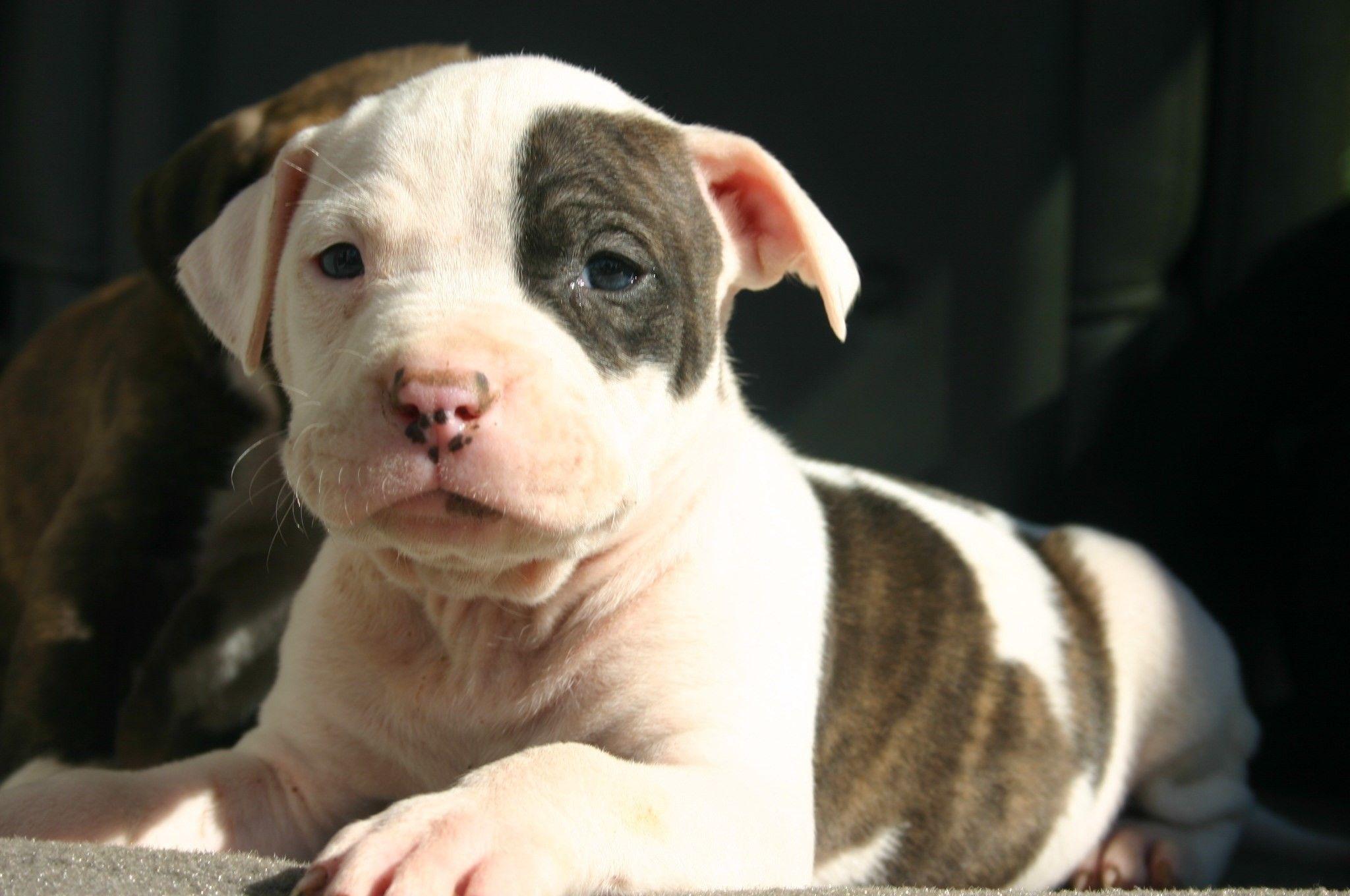 Cute Baby Pitbull Wallpapers Top Free Cute Baby Pitbull Backgrounds