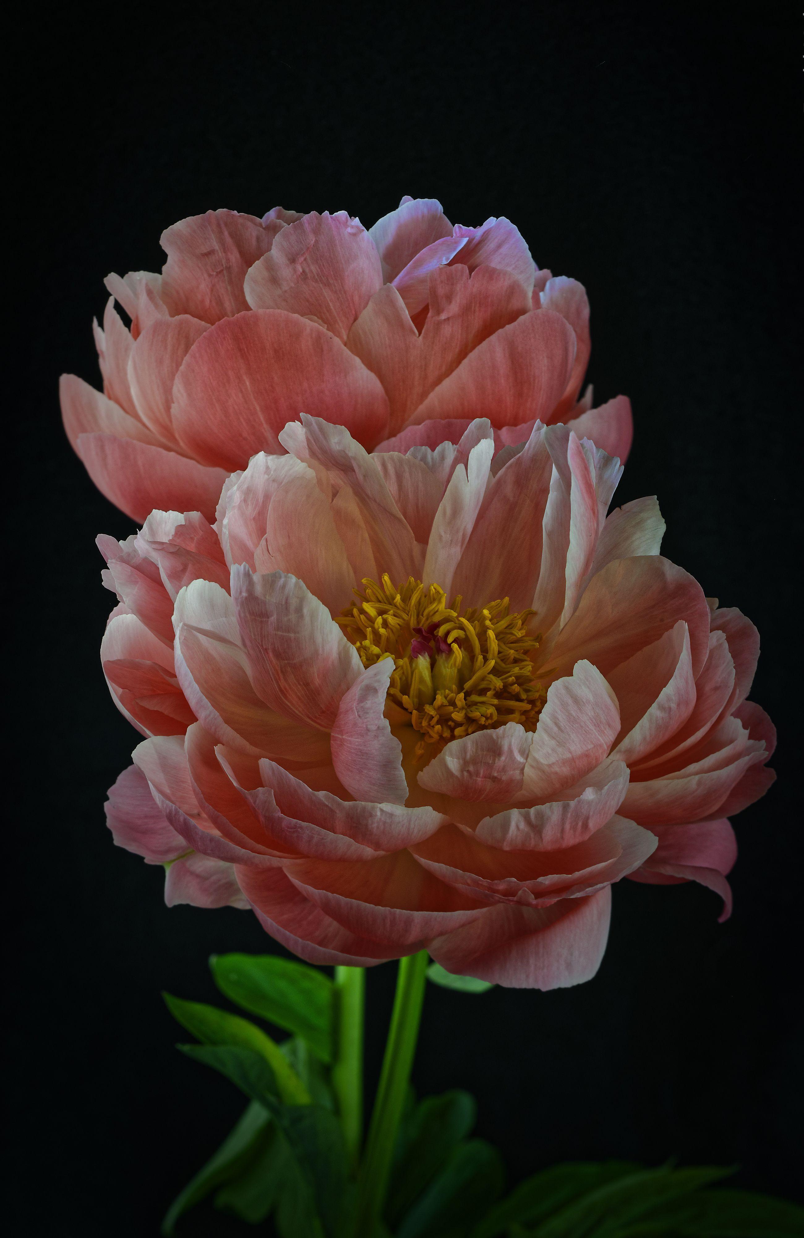Pink Peonies Flower Wallpapers Top Free Pink Peonies Flower