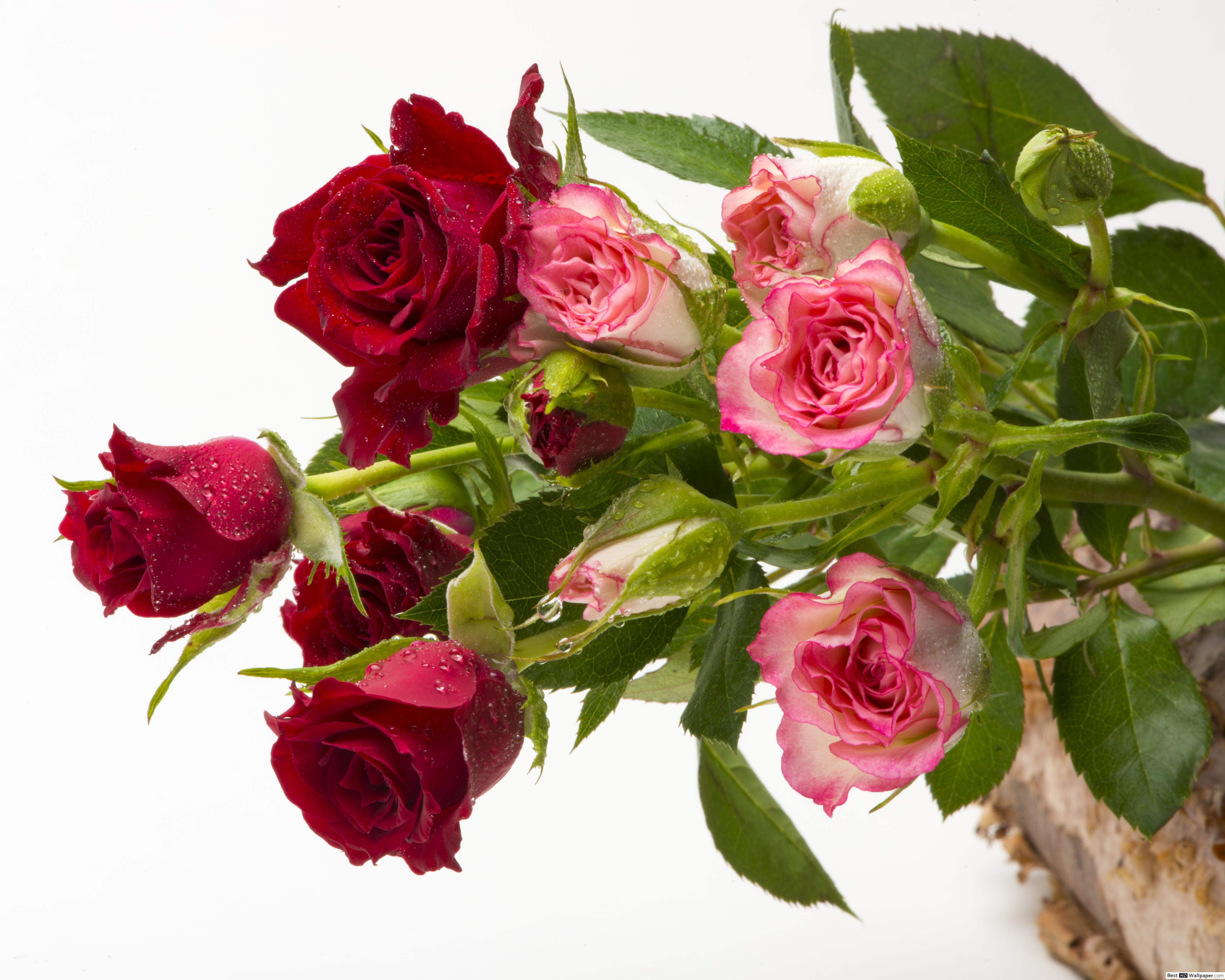 Red and Pink Roses Wallpapers Top Free Red and Pink Roses Backgrounds