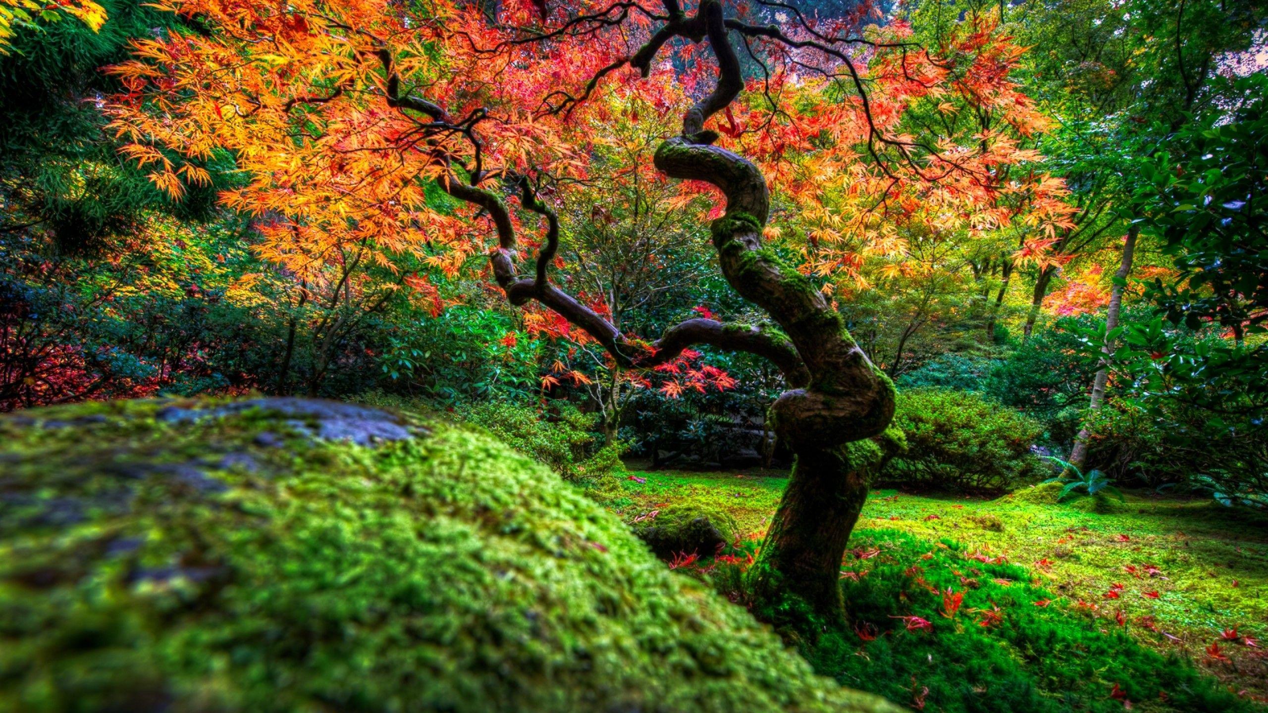 Japanese Flower Garden Wallpapers Top Free Japanese Flower Garden
