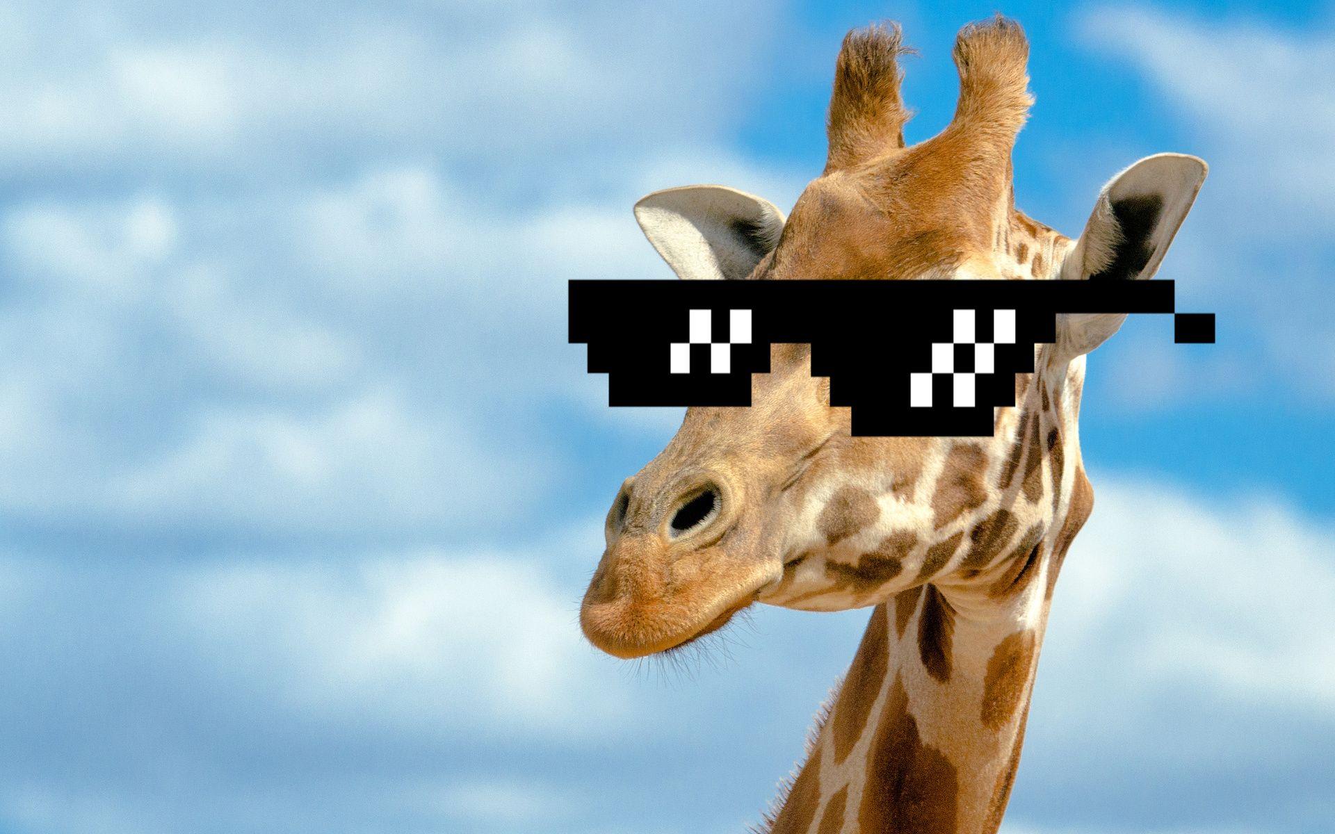 Funny Giraffe Wallpapers Top Free Funny Giraffe Backgrounds