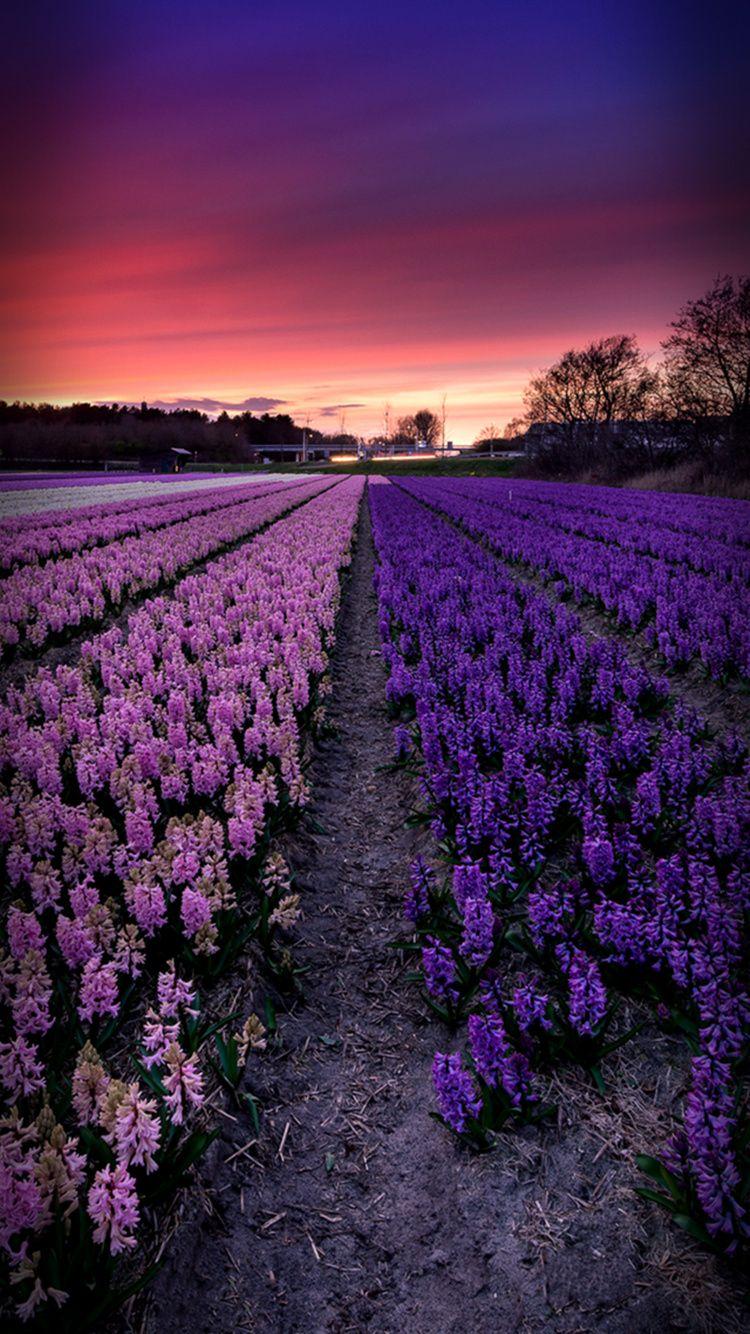 Lavender iPhone Wallpapers Top Free Lavender iPhone Backgrounds