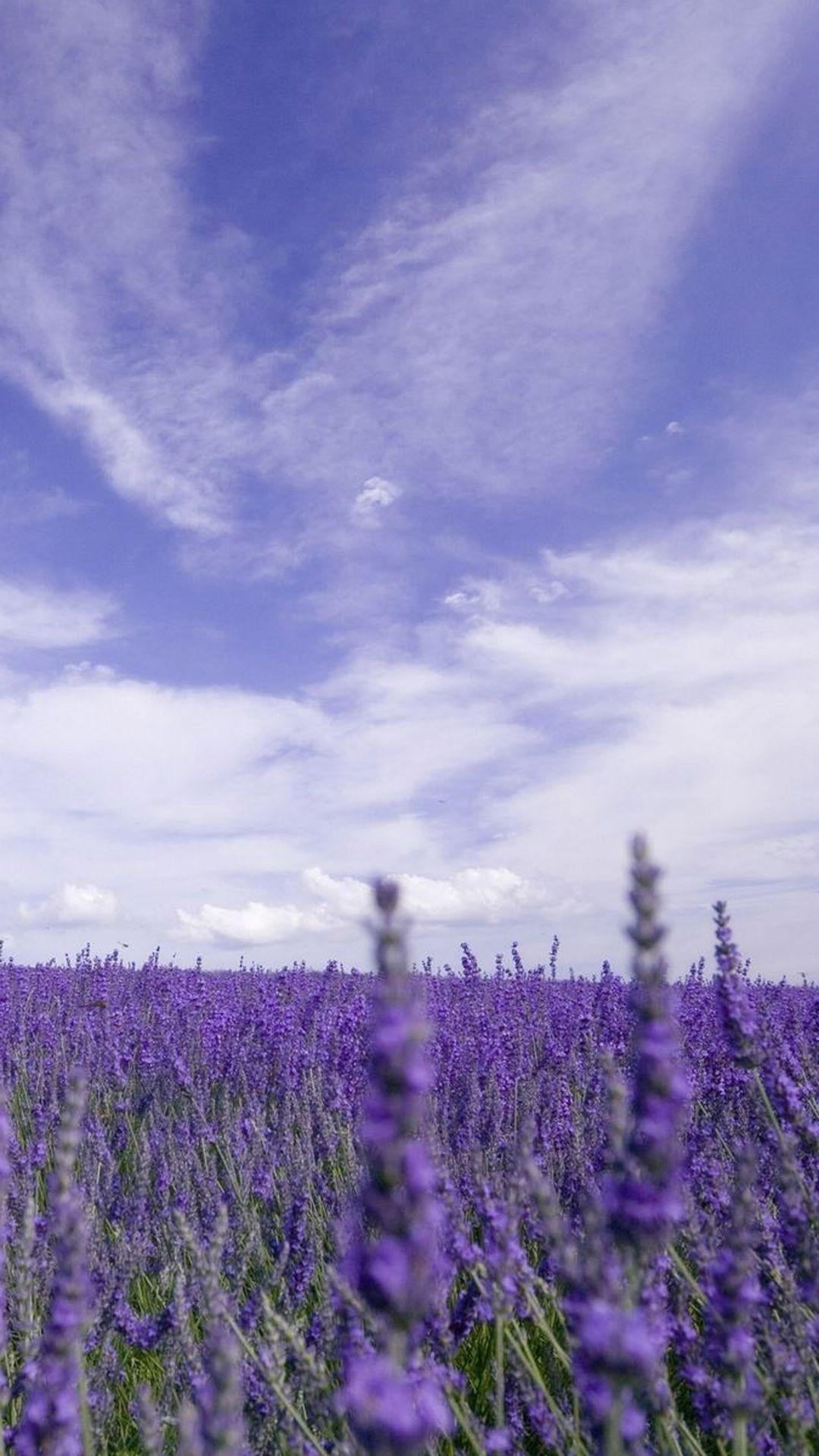 Lavender iPhone Wallpapers Top Free Lavender iPhone Backgrounds