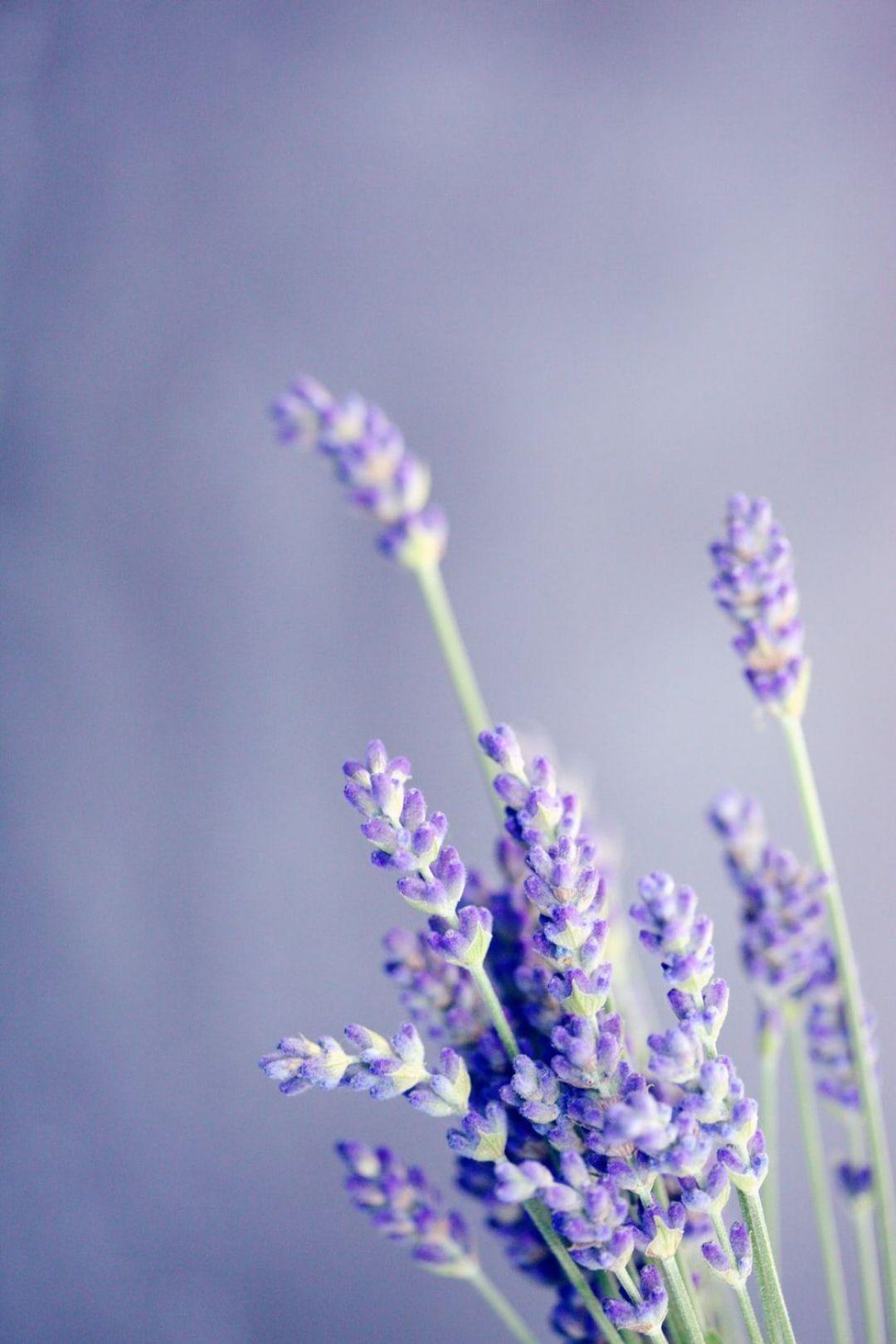 Lavender iPhone Wallpapers Top Free Lavender iPhone Backgrounds