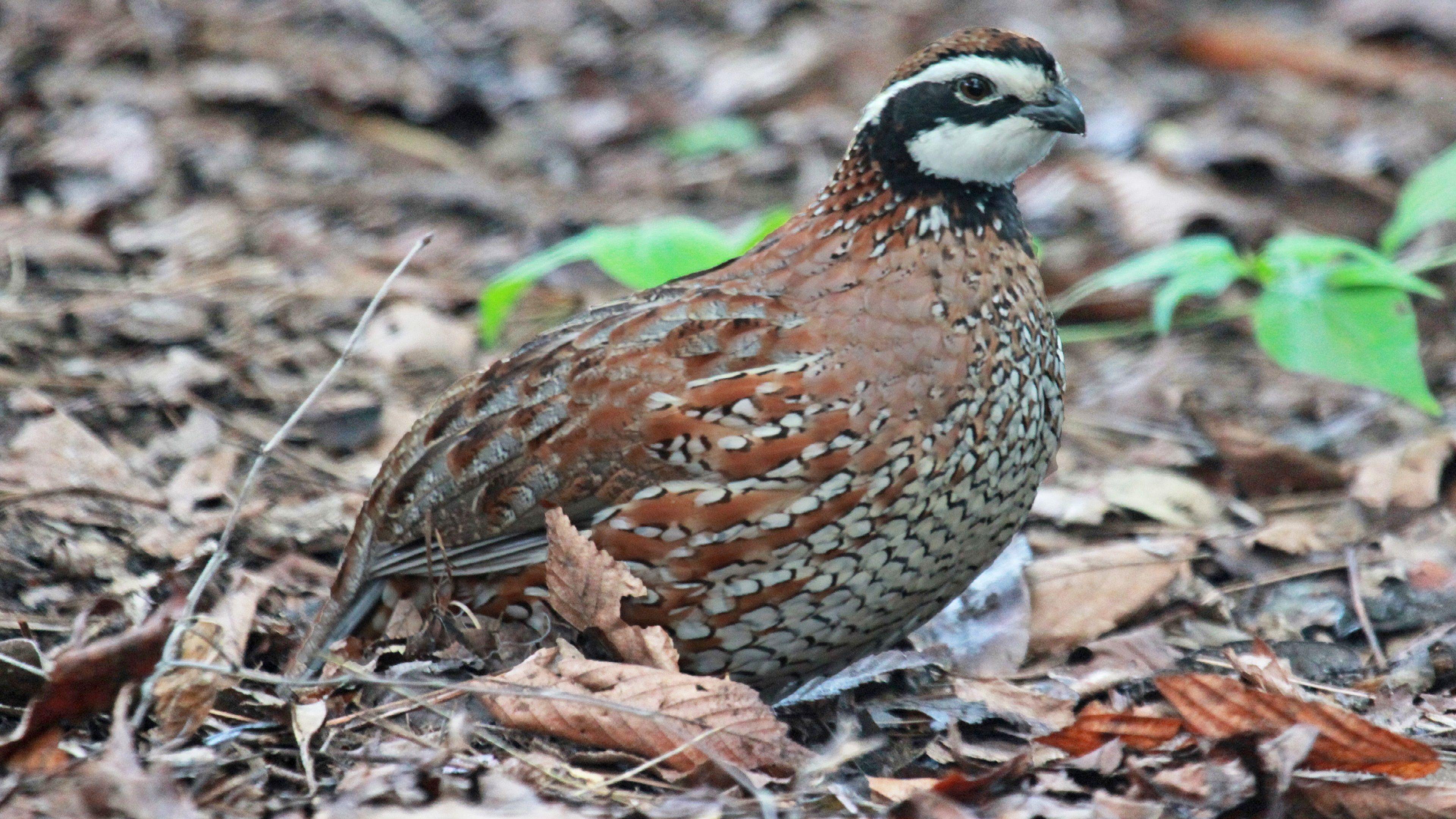 Quail Wallpapers Top Free Quail Backgrounds WallpaperAccess